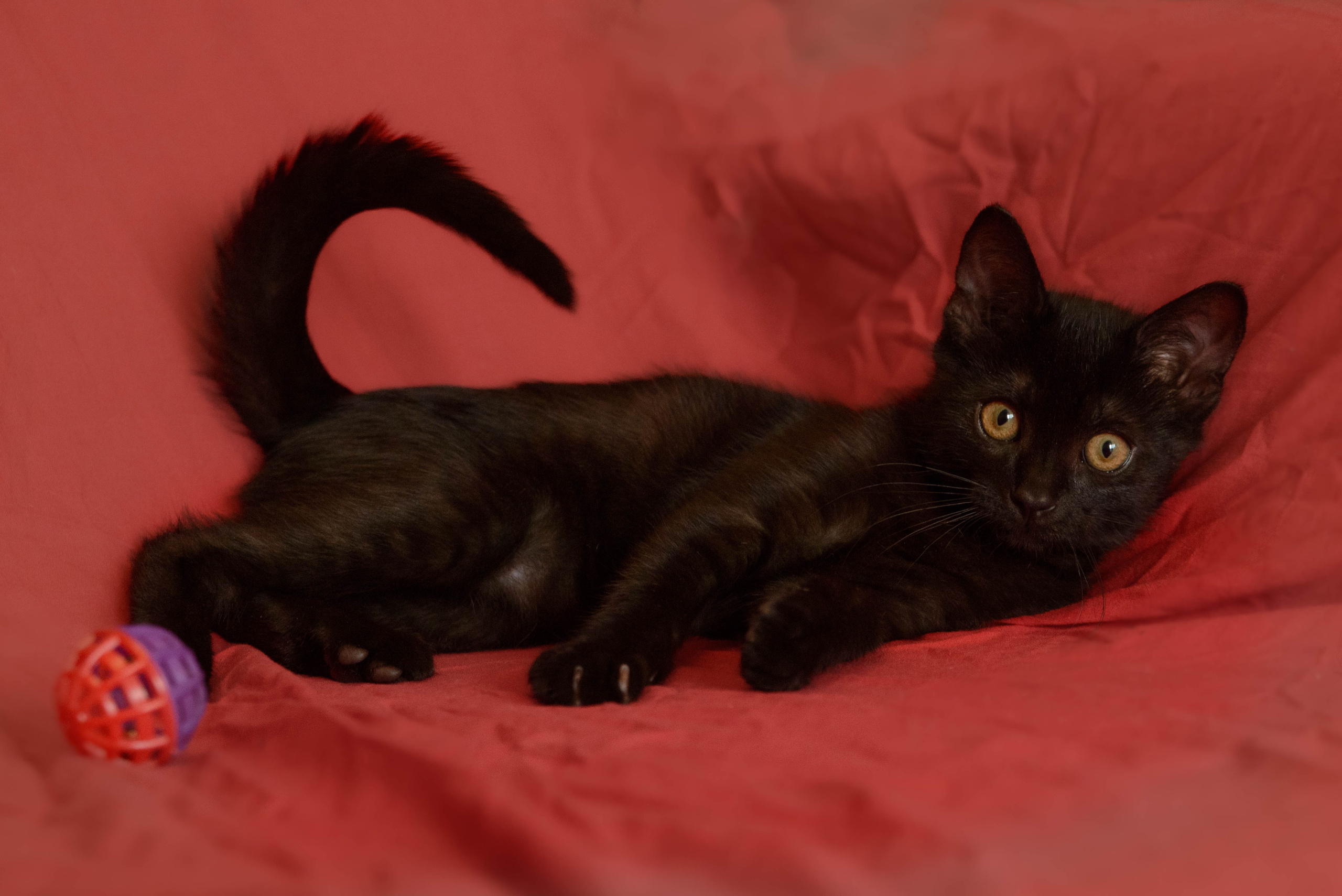 Котёнок. Фотосессии