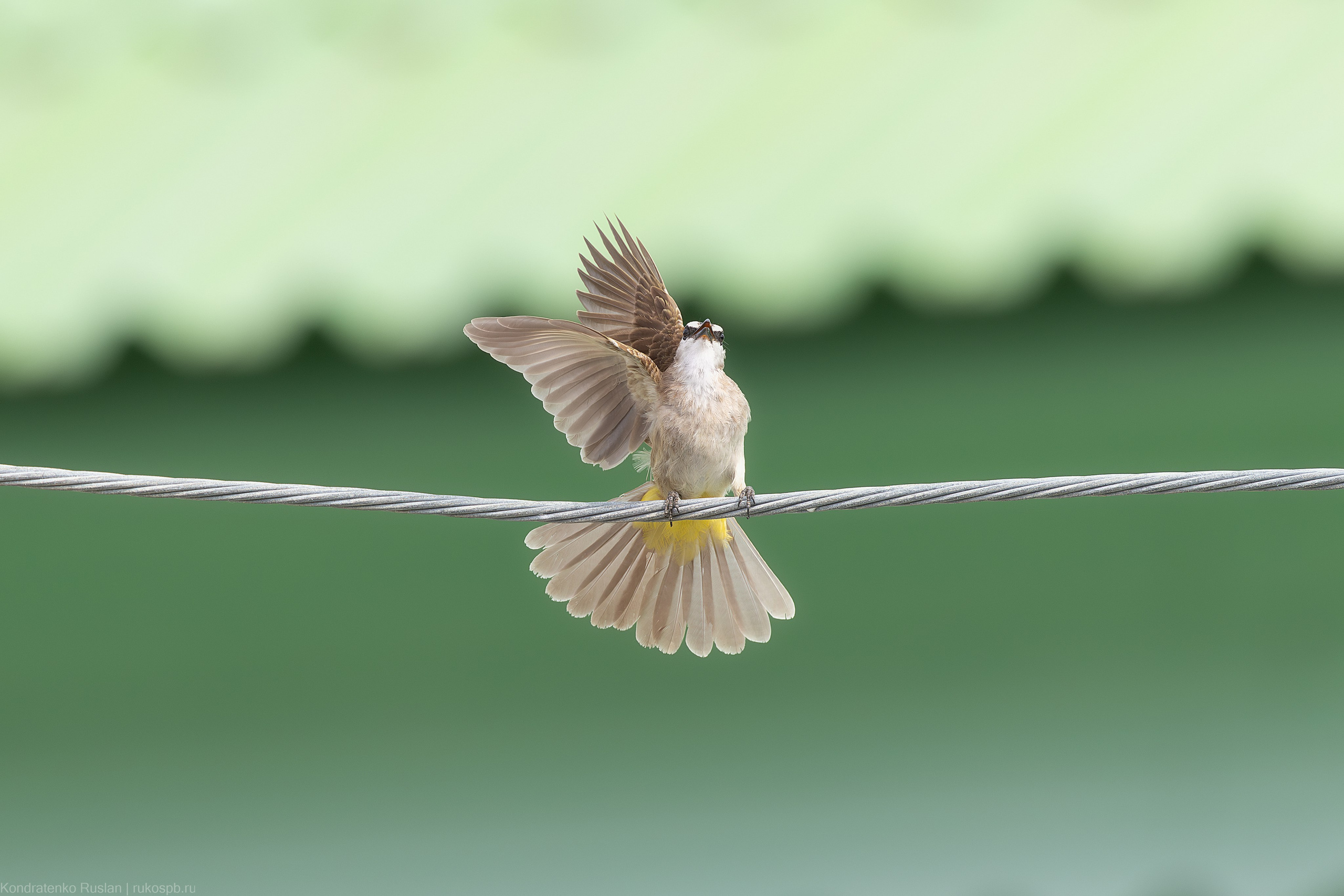 Желтоухий настоящий бюльбюль. Архитектурный и пейзажный фотограф Кондратенко Руслан, Санкт-Петербург