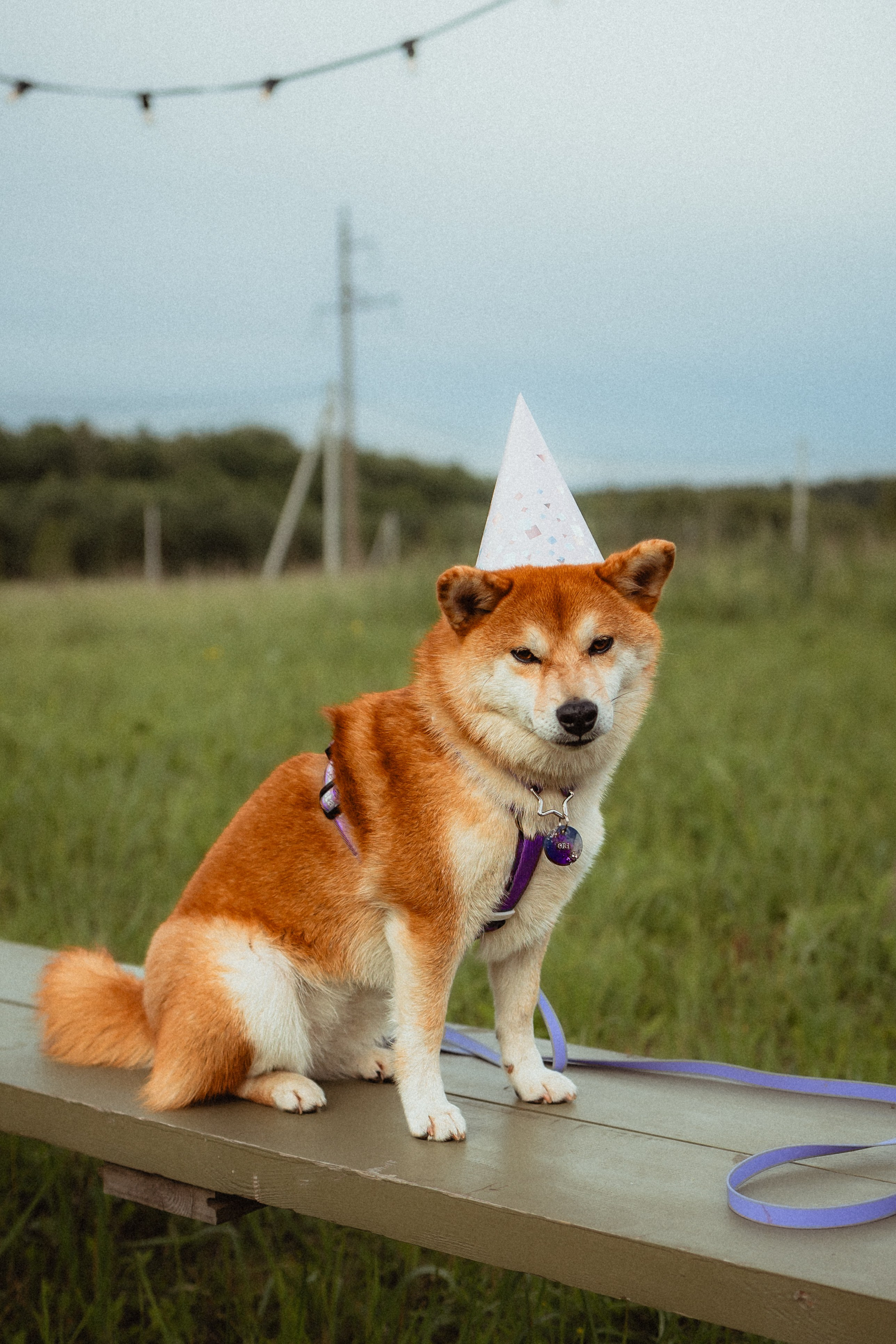 Выездной дог-тренинг от школы «Шерсть имею»