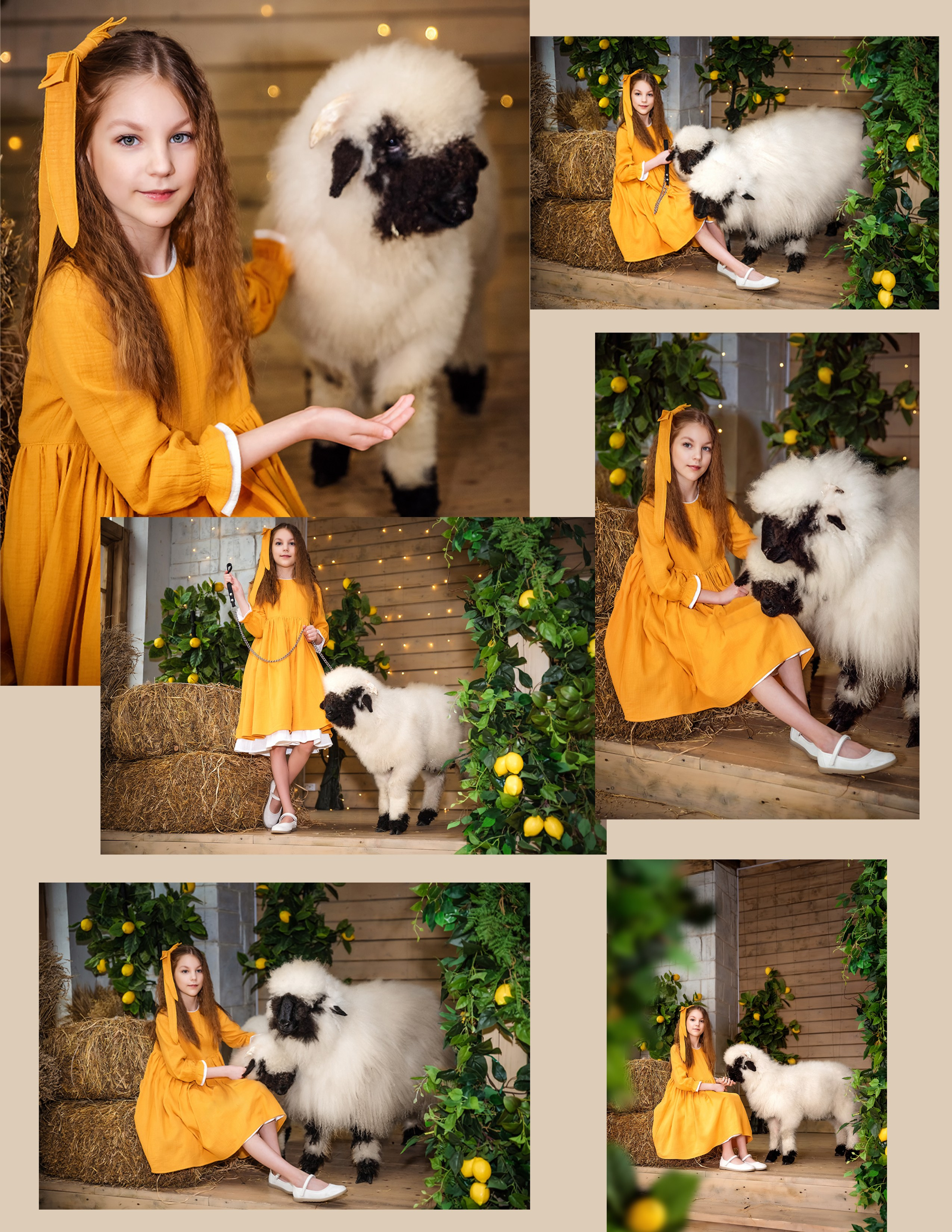 Овечки. Фотограф в Москве Lidiya_Li_Photo