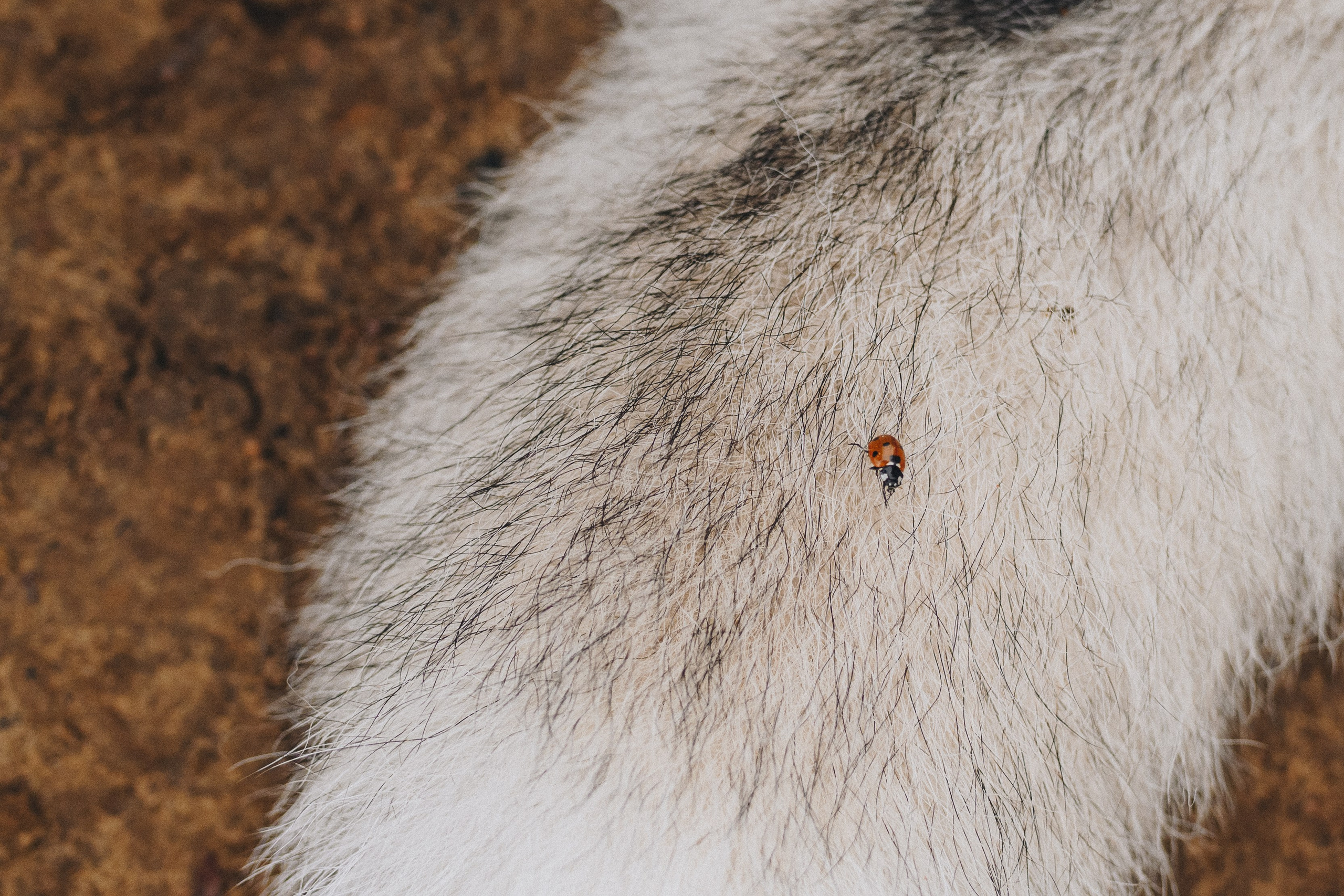 Lilya & Eva. Natalia Finch Photography — Family, Kids & Pet Photographer in Chicago, IL