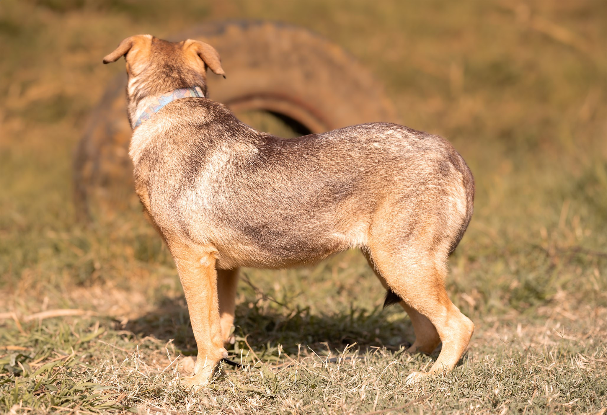 Приют Бим. Ирина Голомб|Фотограф-анималист в  Сочи и Калининграде