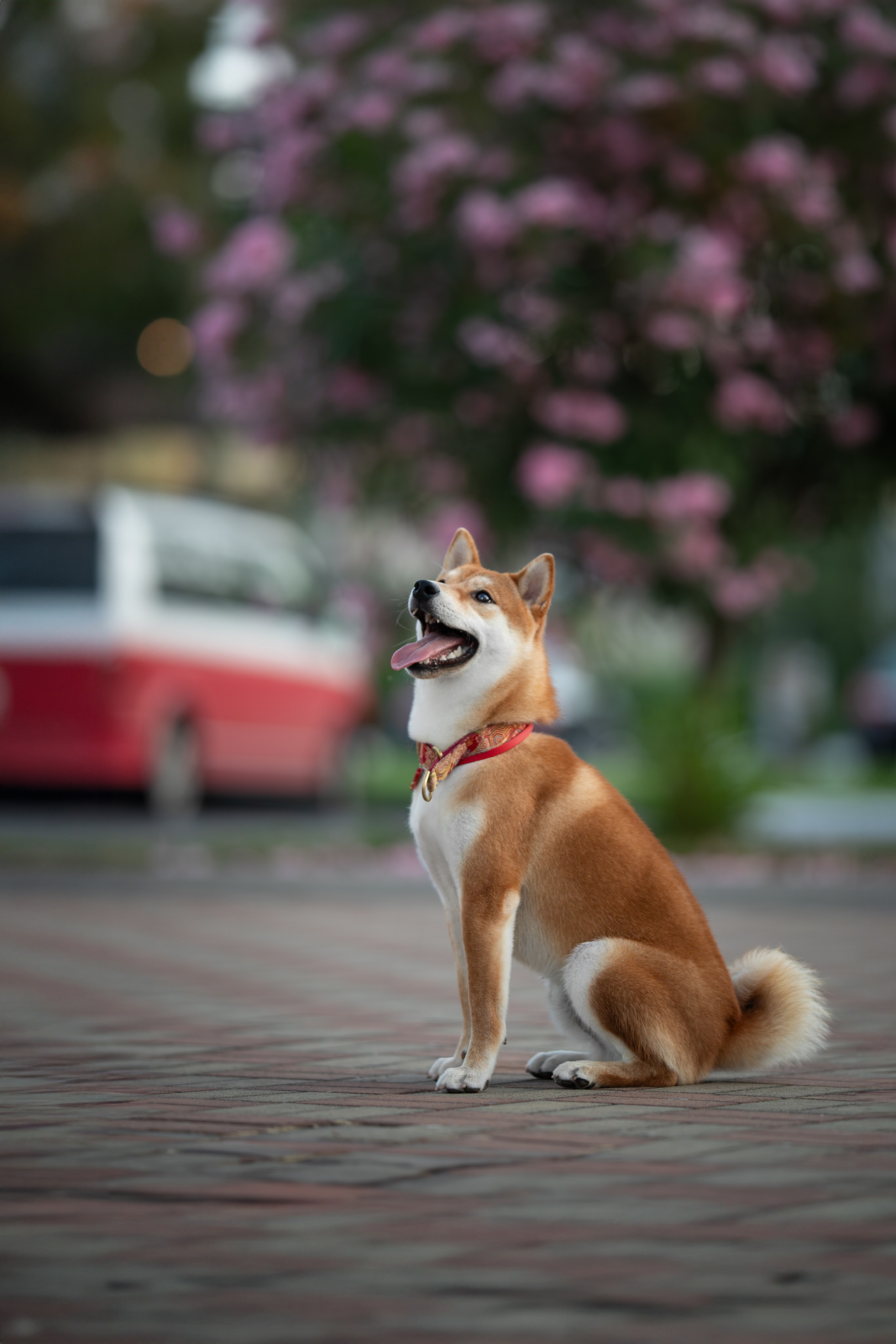 Митсоу, Сиба-Ину. Ирина Голомб|Фотограф-анималист в  Сочи и Калининграде