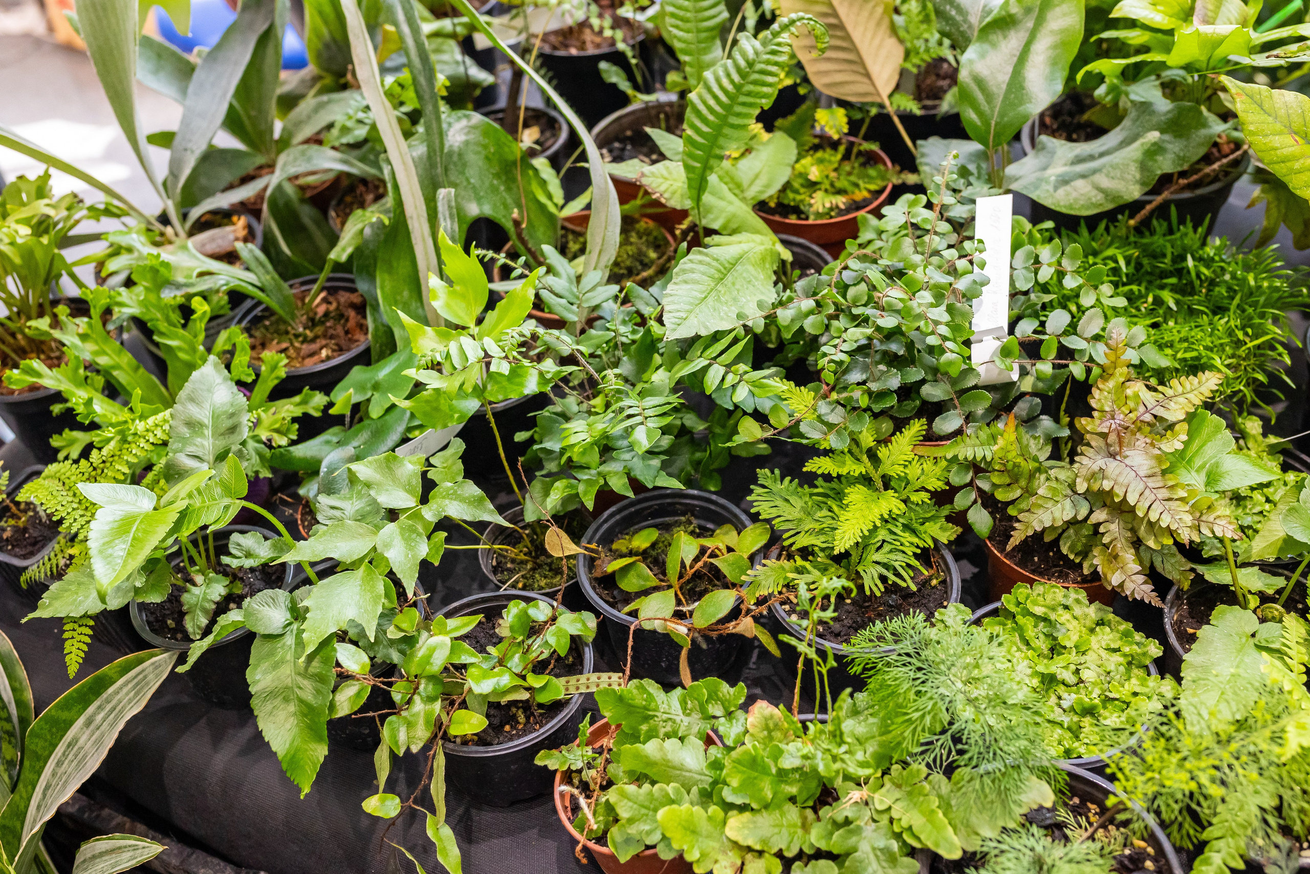 Монстериум апрель 2025. Александра Куликова фотограф, Москва