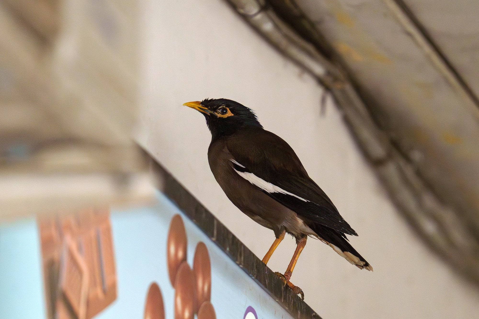 Удивительные мир птиц. Вокруг нас столько прекрасного — присмотритесь!. Ваш личный фотограф Марина Волкова