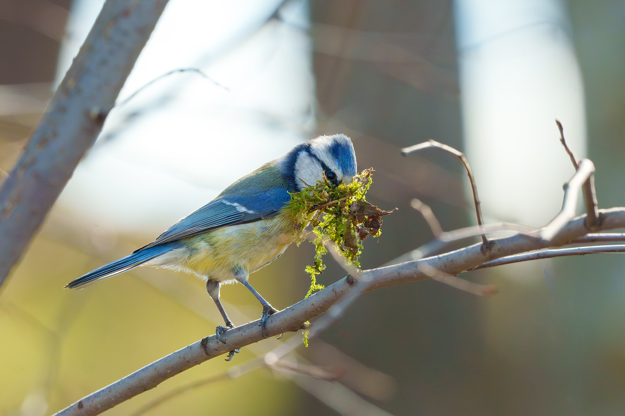 Удивительные мир птиц. Вокруг нас столько прекрасного — присмотритесь!. Ваш личный фотограф Марина Волкова