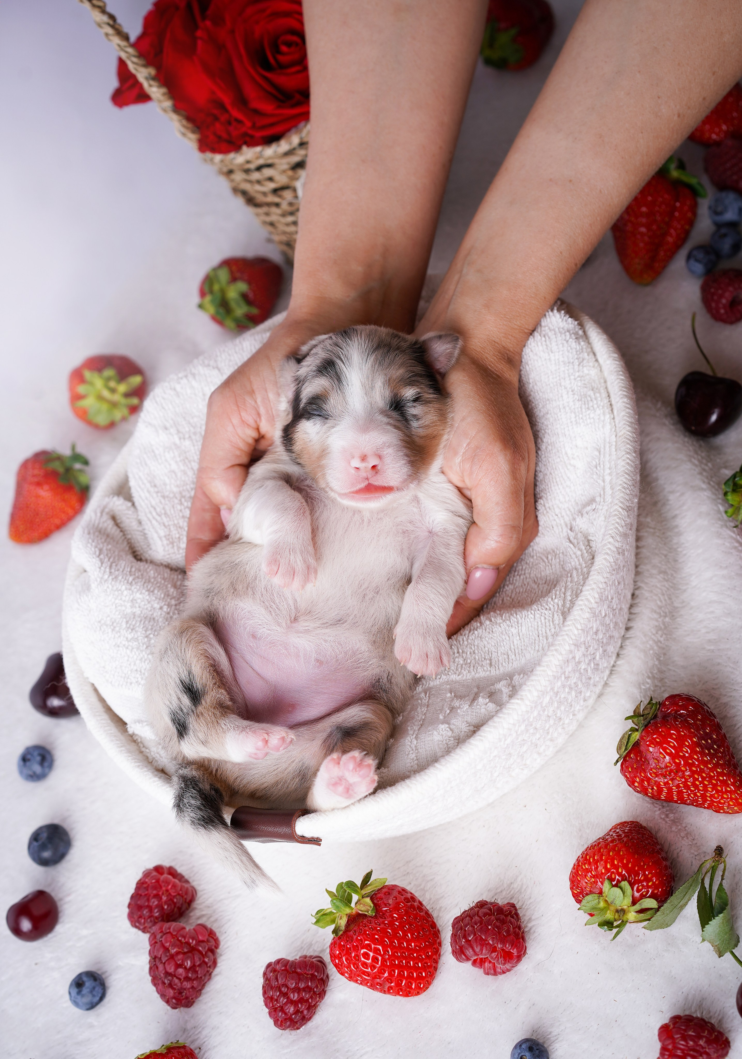 Щенки аусси. Фотограф-анималист в Санкт-Петербурге Яна Мартынова
