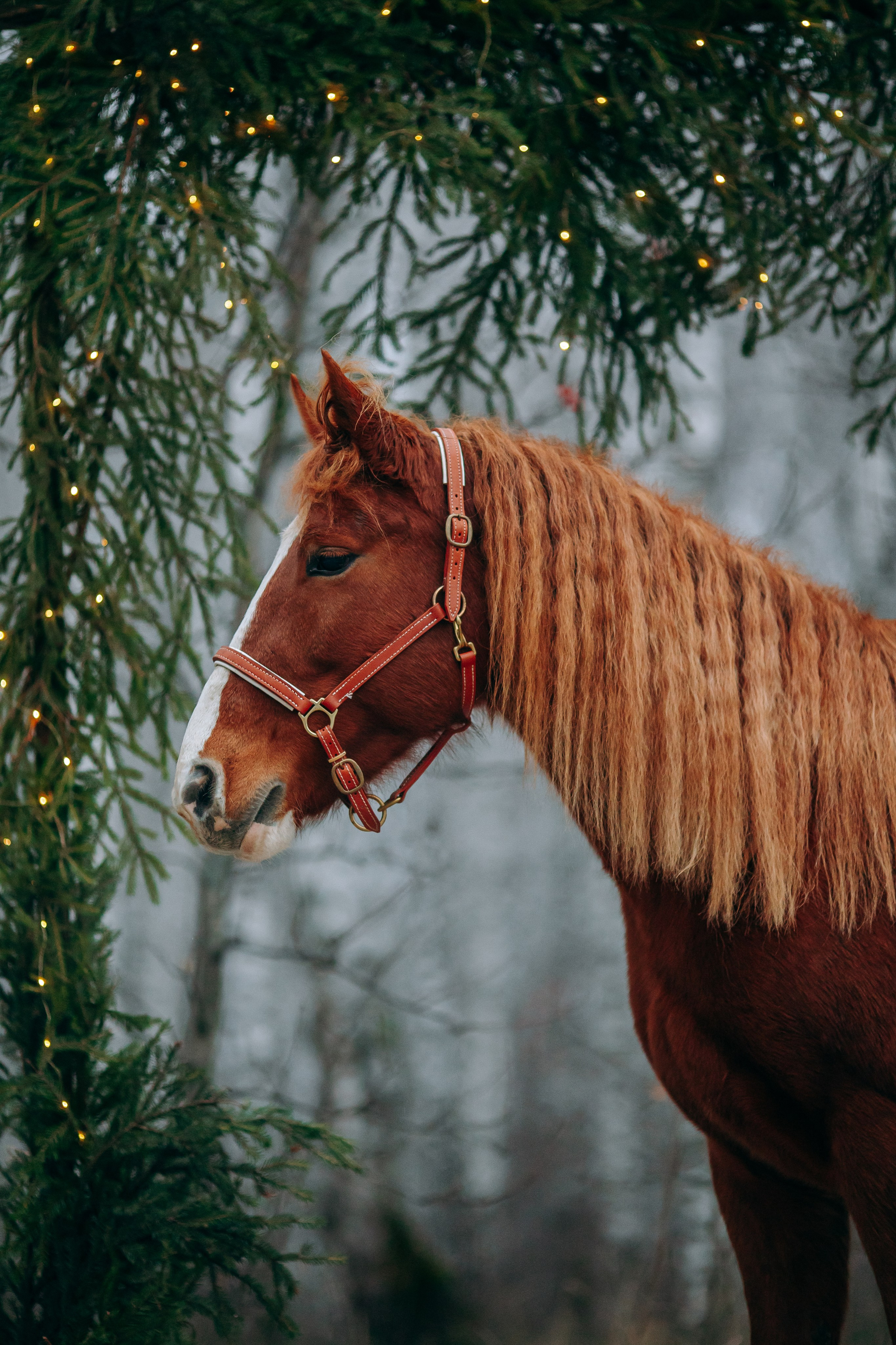 Тариф Новогодний 2025-2026. Анна Молчанова конный фотограф в Тюмени | фотосессии с лошадьми Тюмень
