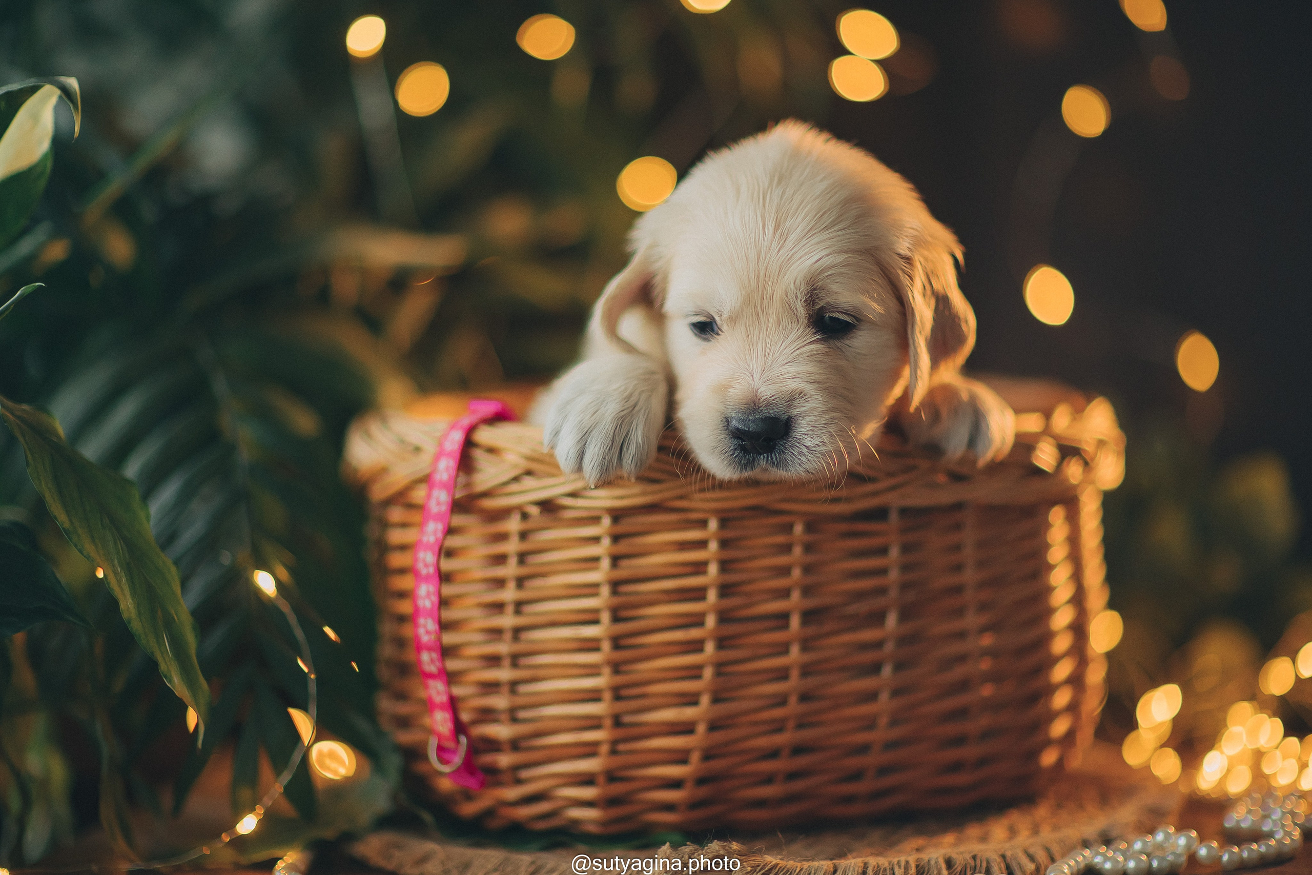 Розовый ошейник. Свадебный и женский фотограф