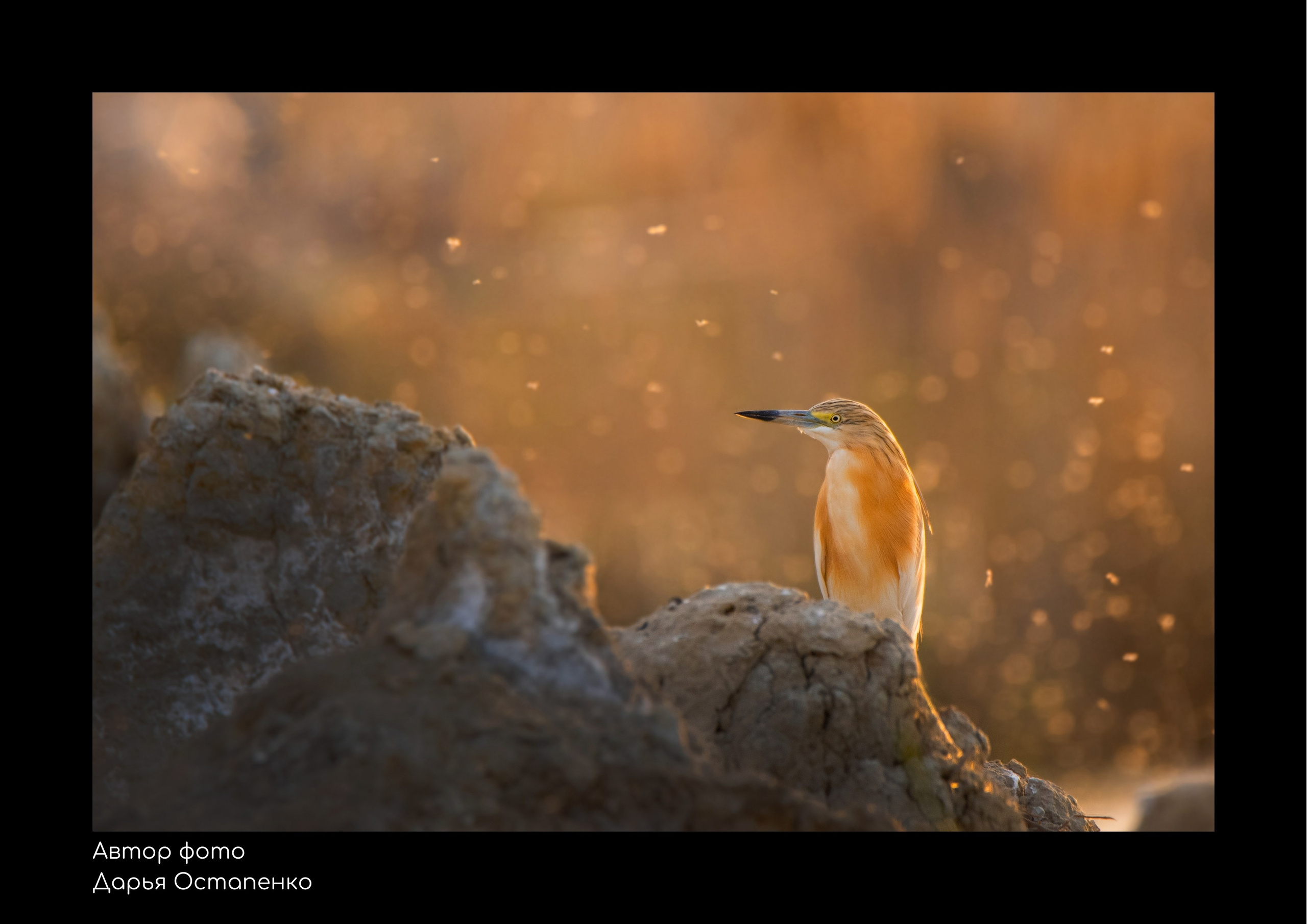 Виртуальная фотовыставка «Заповедный Дагестан». Репортажный фотограф в Крыму Ксения Гасица