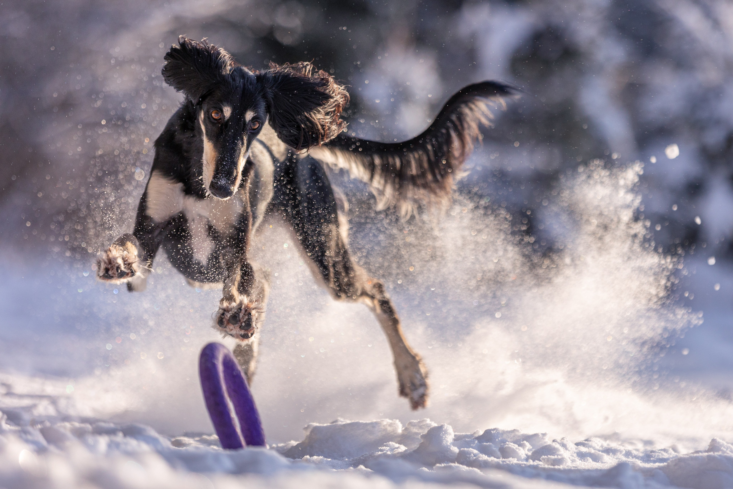 Съёмки собак на природе. Фотограф-анималист Natalia Deingel | Фотосъемка собак в Москве