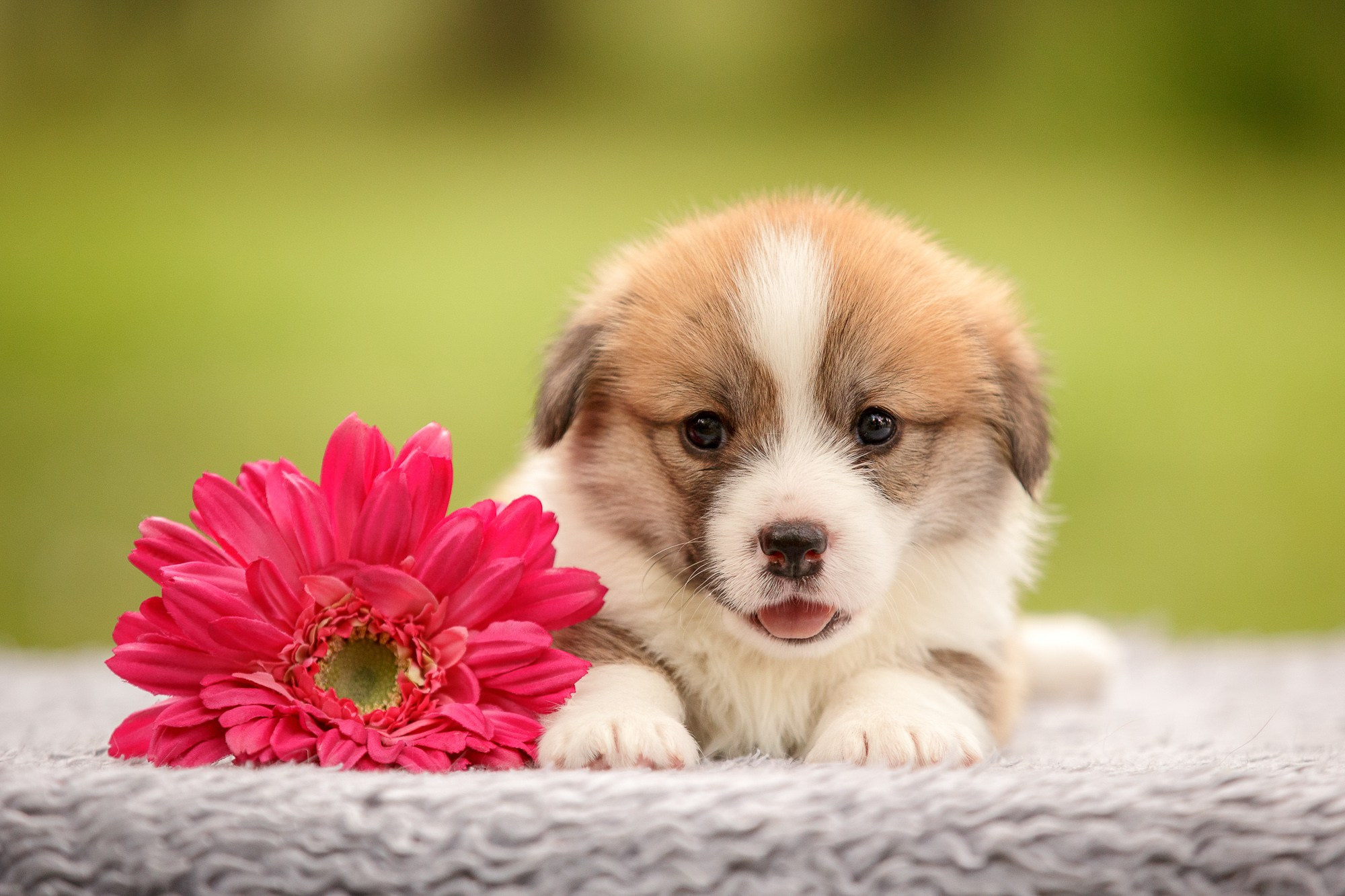 Фотосъёмки щенков. Фотограф-анималист Natalia Deingel | Фотосъемка собак в Москве