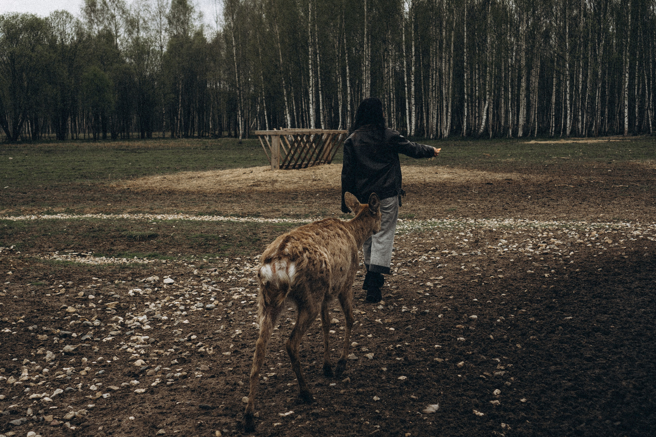 ОЛЕНЬЯ ФЕРМА В ТВЕРИ. Профессиональный фотограф, Санкт-Петербург — Виктория Богомолова