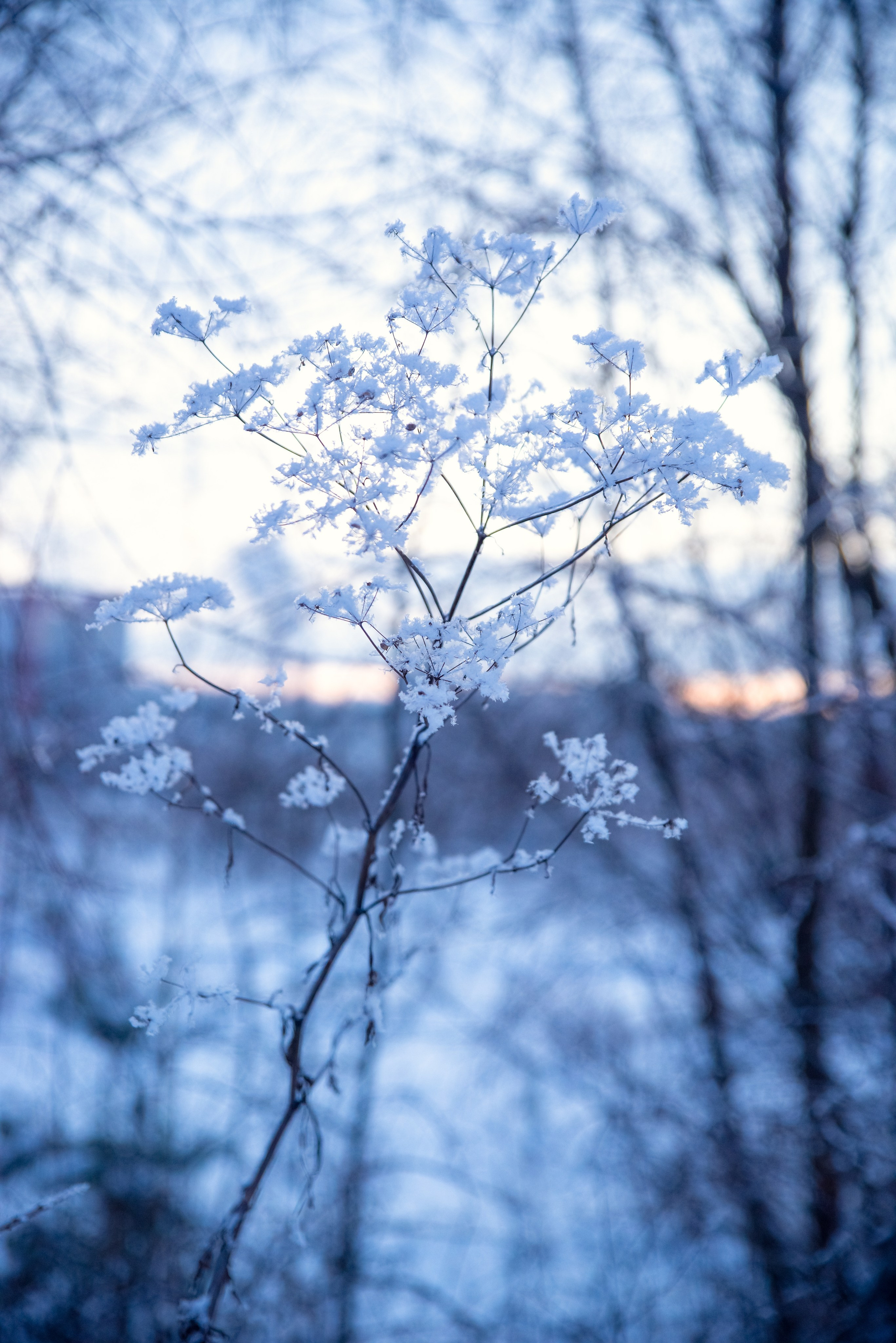 Зимушка зима. Фотограф Крещение Венчание Москва