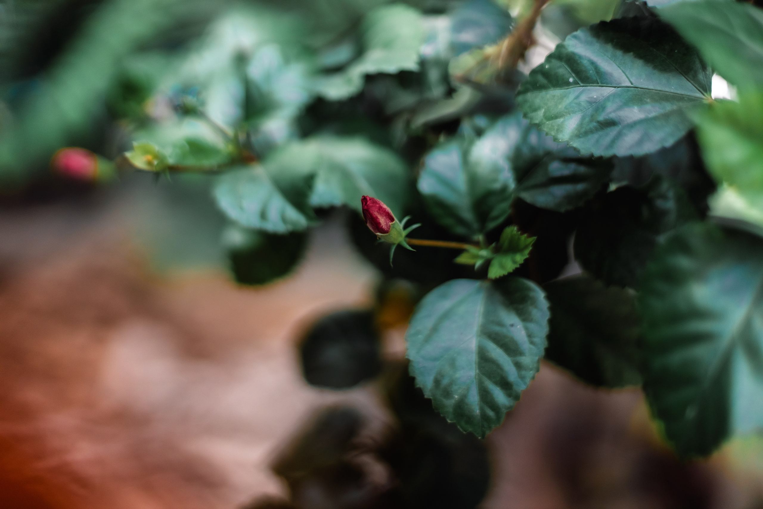 Devraha baba ji ashram life 2025. Mariam Bagdasaryan