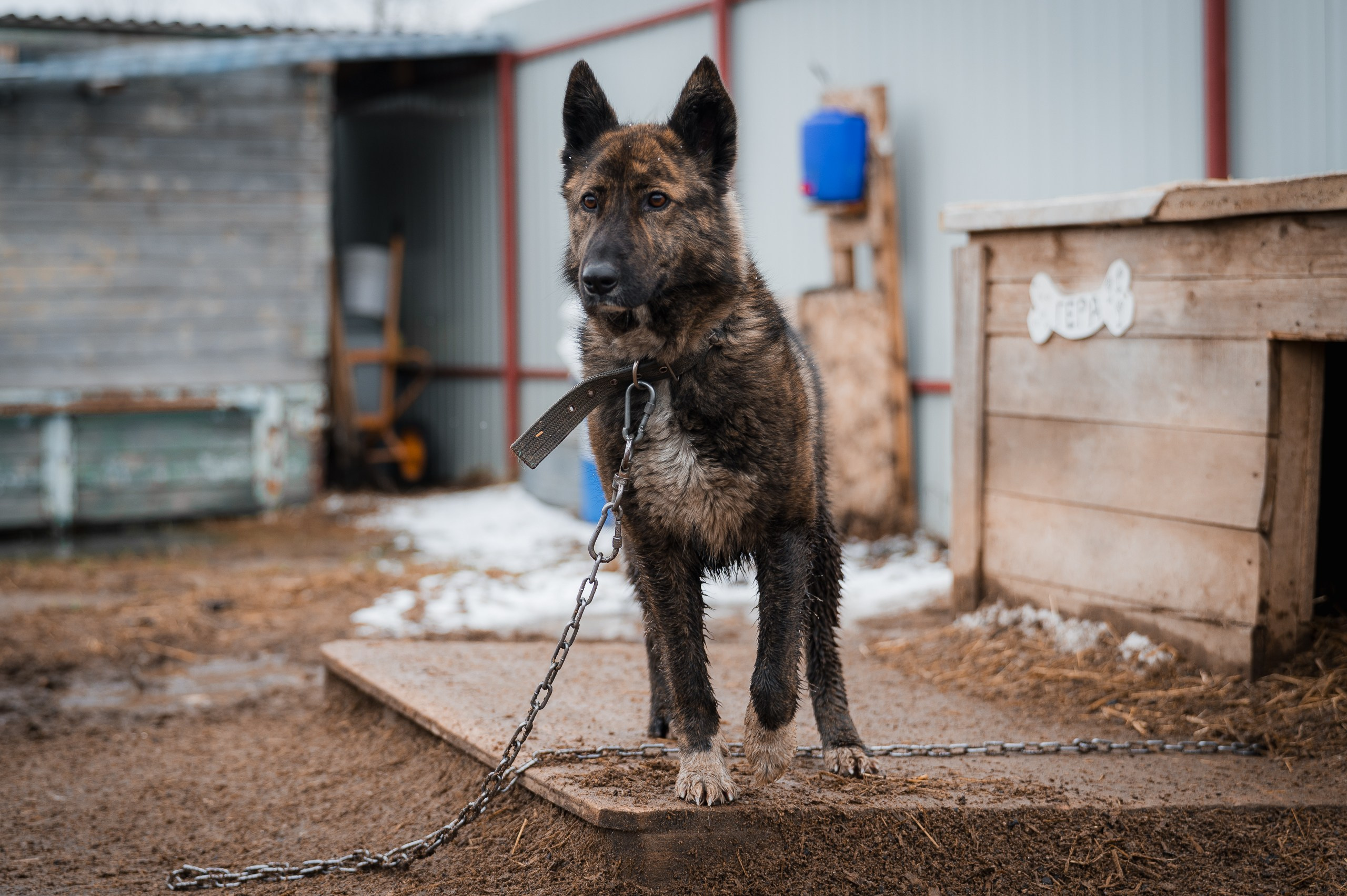 Гера. Улыбка собаки — спасение и пристройство бездомных собак