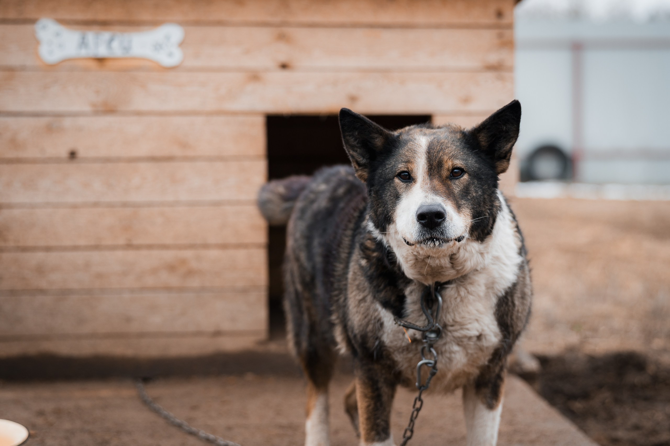 Арси. Улыбка собаки — спасение и пристройство бездомных собак