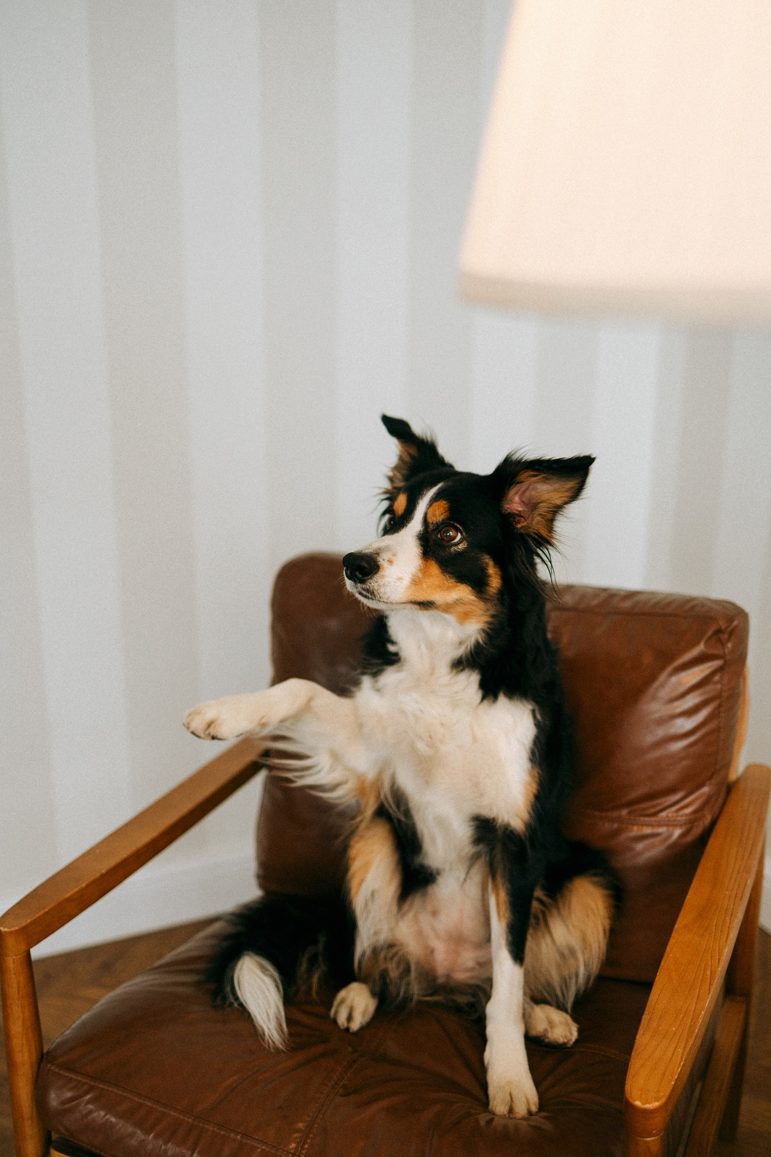 Цунами, Теон и Женя. Фотограф анималист Анастасия Пикей