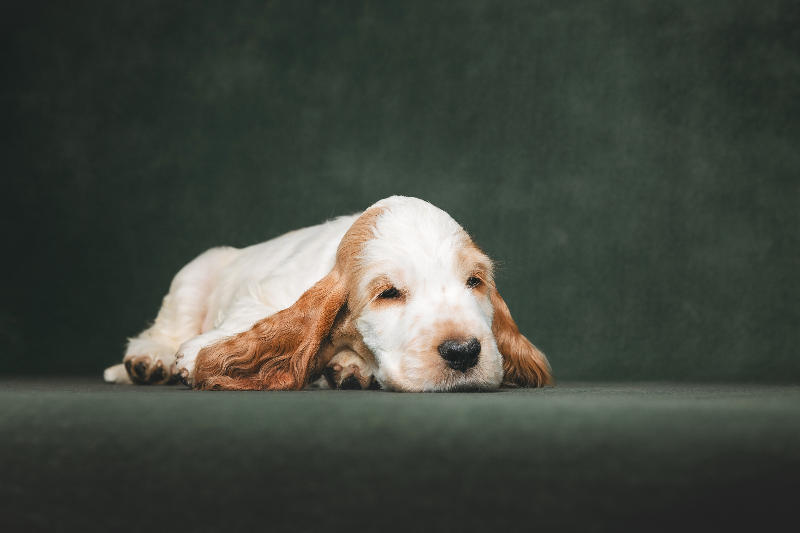 Английские коккер-спаниели. Фотограф анималист Осипчикова Мария