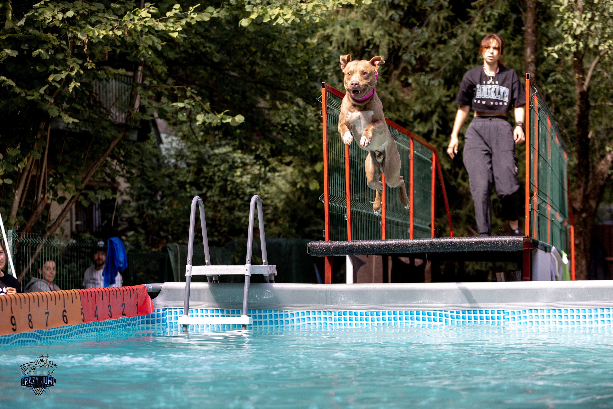 Собаки, спорт, Док дайвинг. Свадебный и репортажный фотограф в Москве и Московской области
