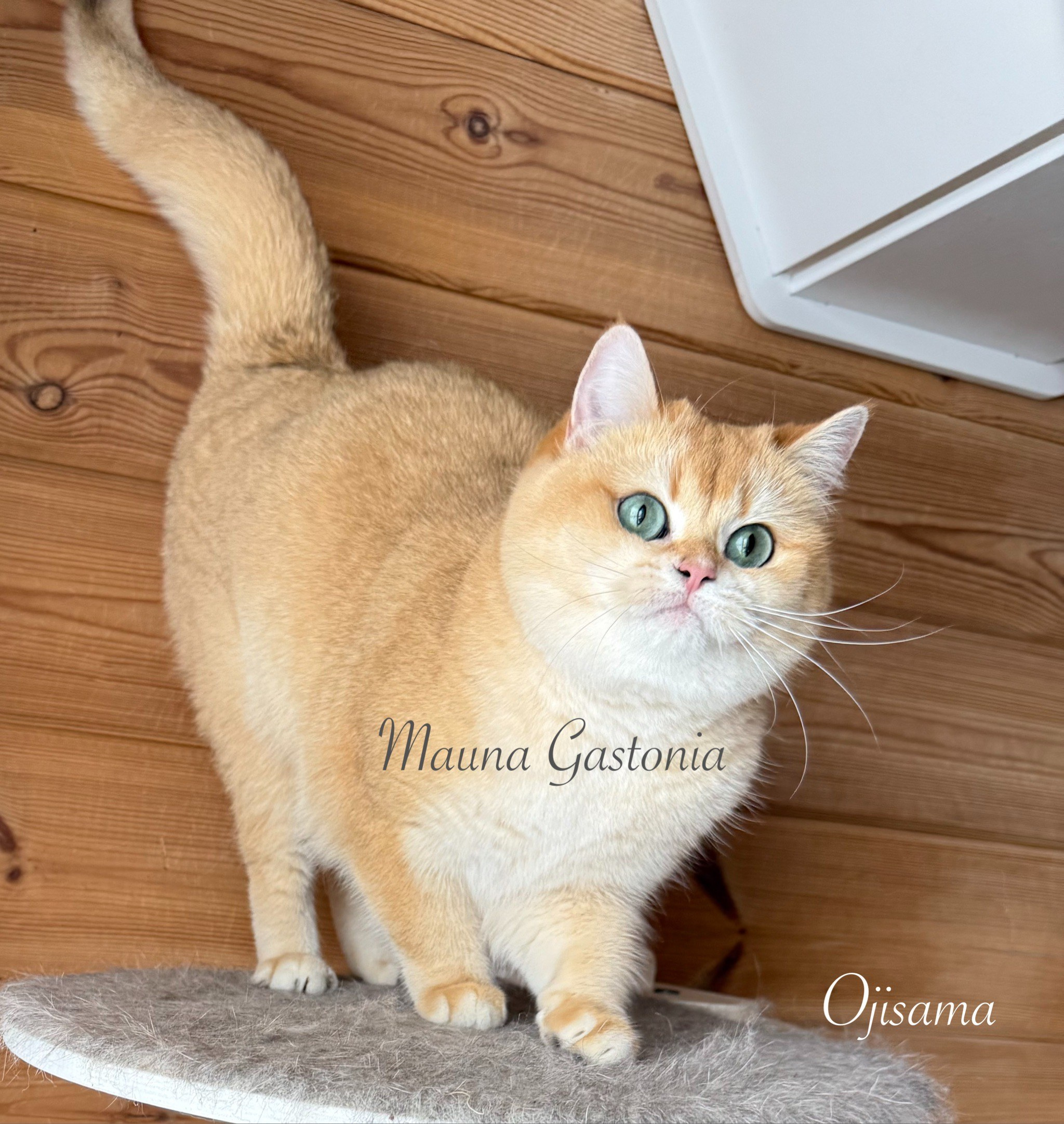 Ojisama. Mauna Gastonia