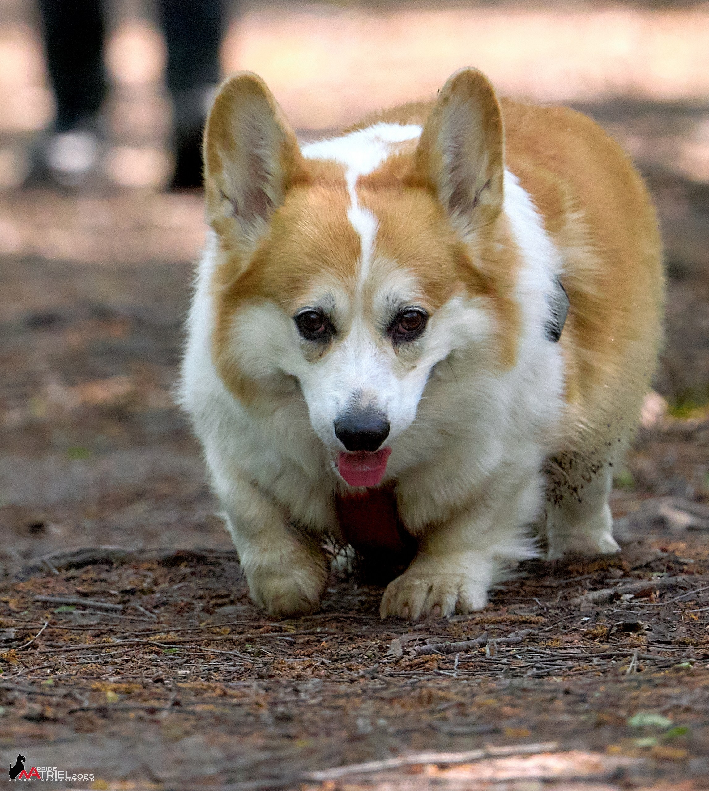 Съемка в майском лесу