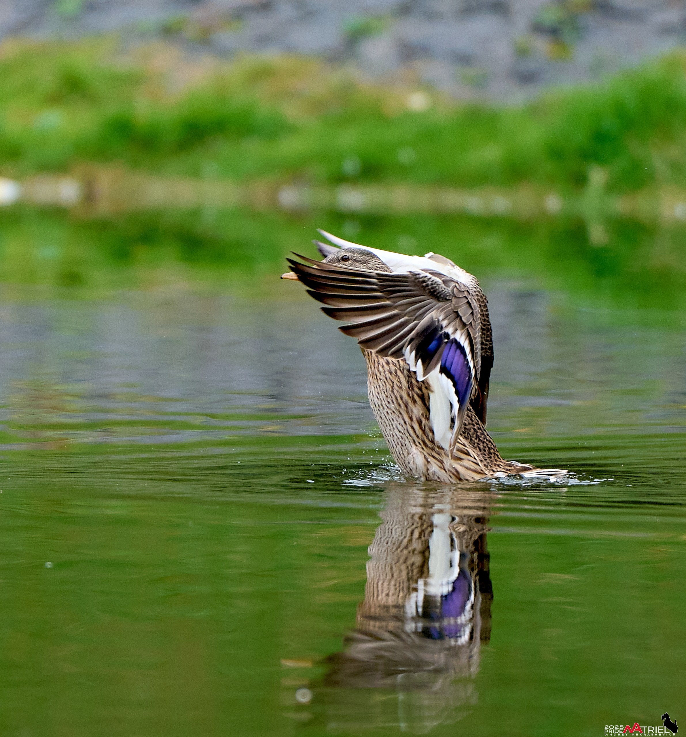 Утки на пруду