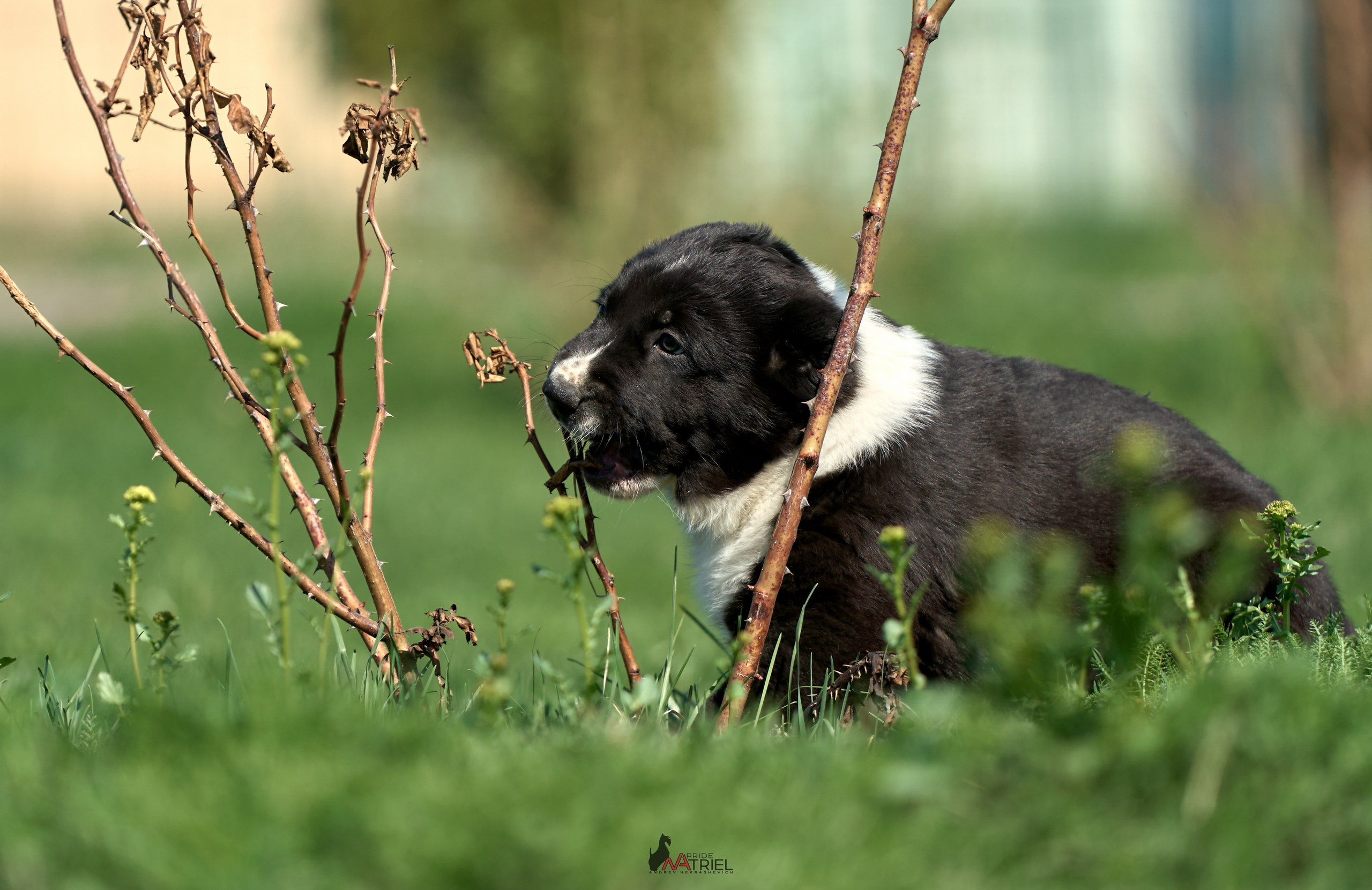 Среднеазиаты — щенки и взрослые
