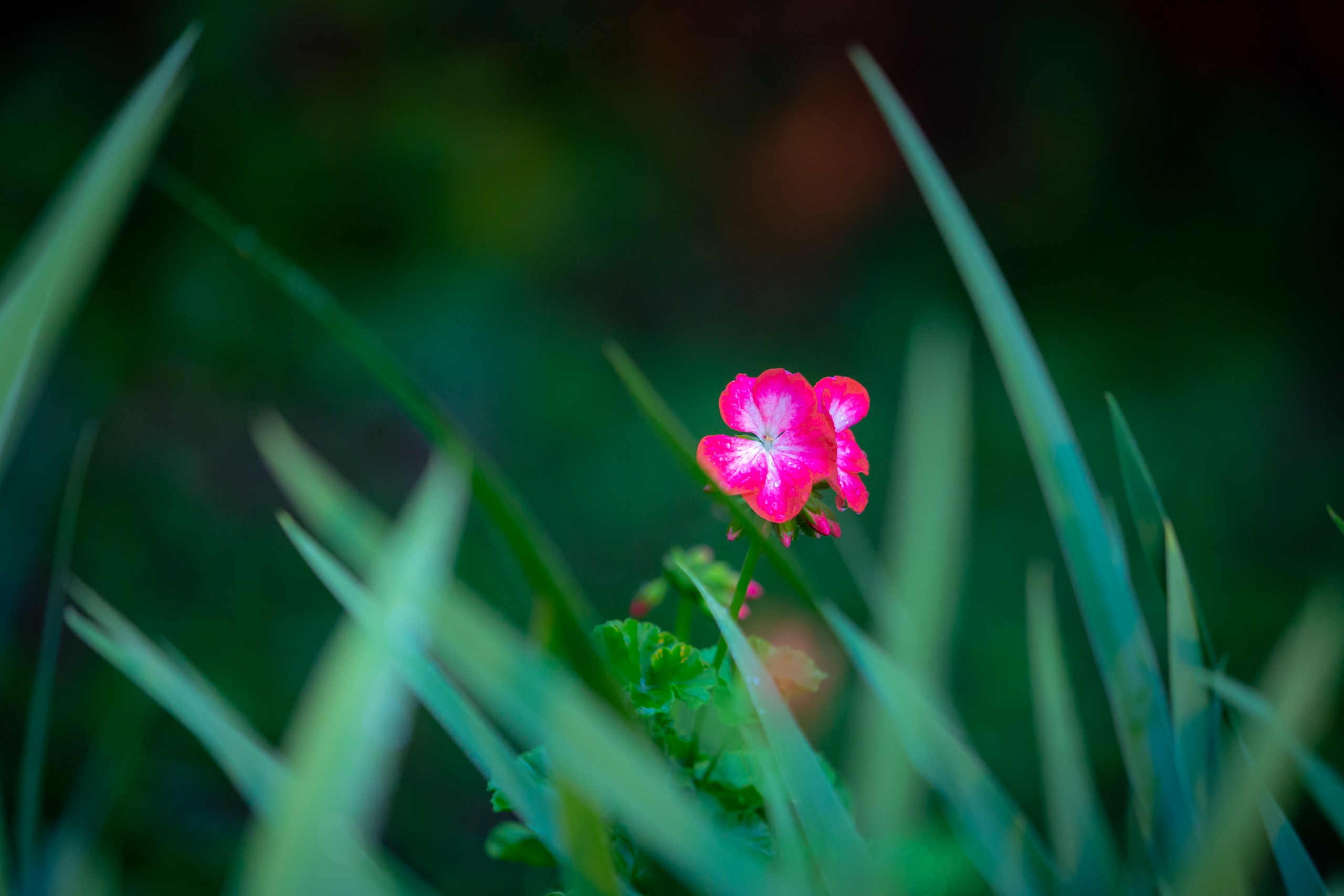 Лютики-цветочки — галерея NATRIEL