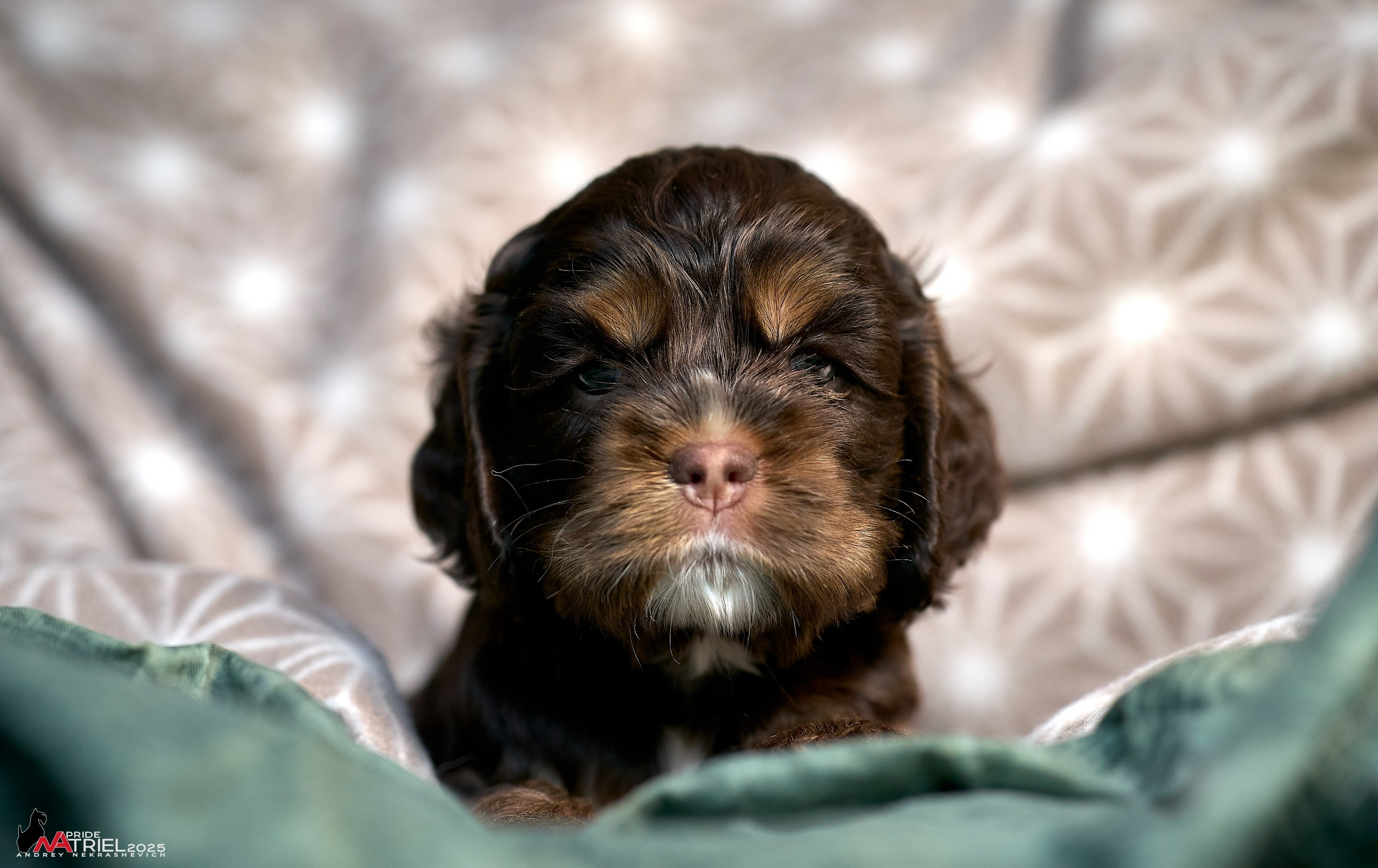 Щенки АмКокеров