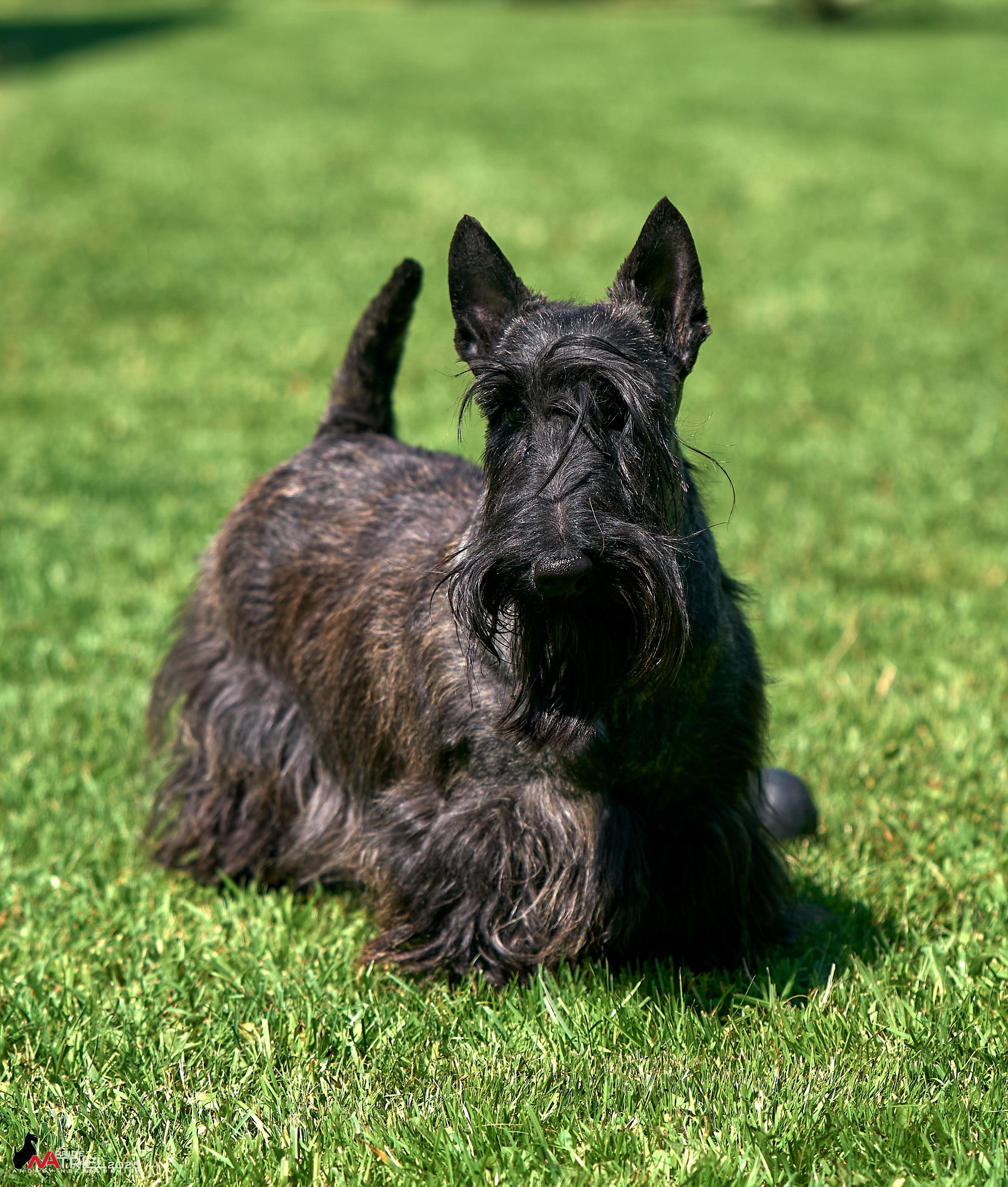 Алабаи и скотч-терьеры в питомнике у Ольги