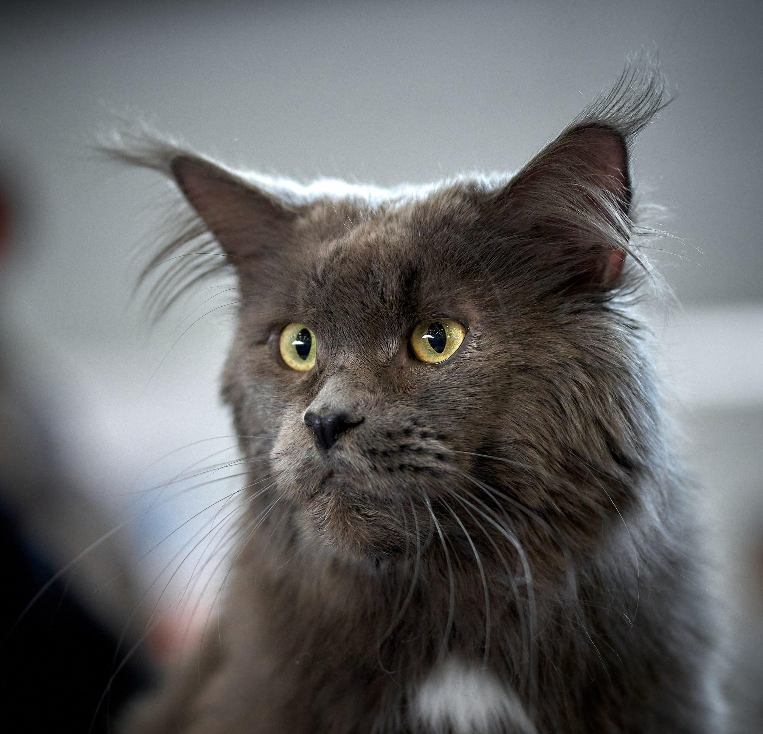 Кошки на выставках — галерея NATRIEL