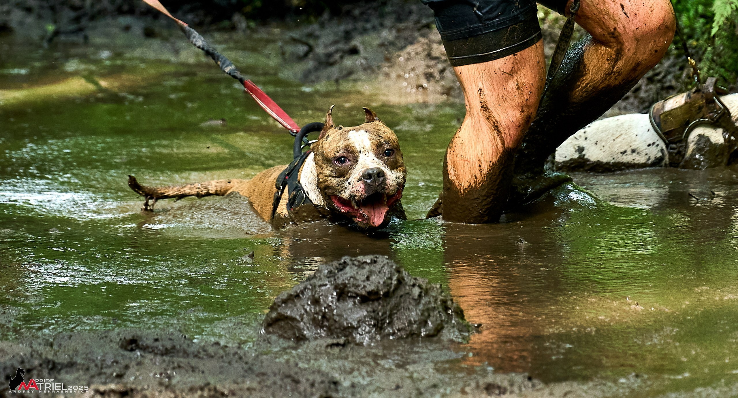 Russian Extreme Dog Trail — 2025