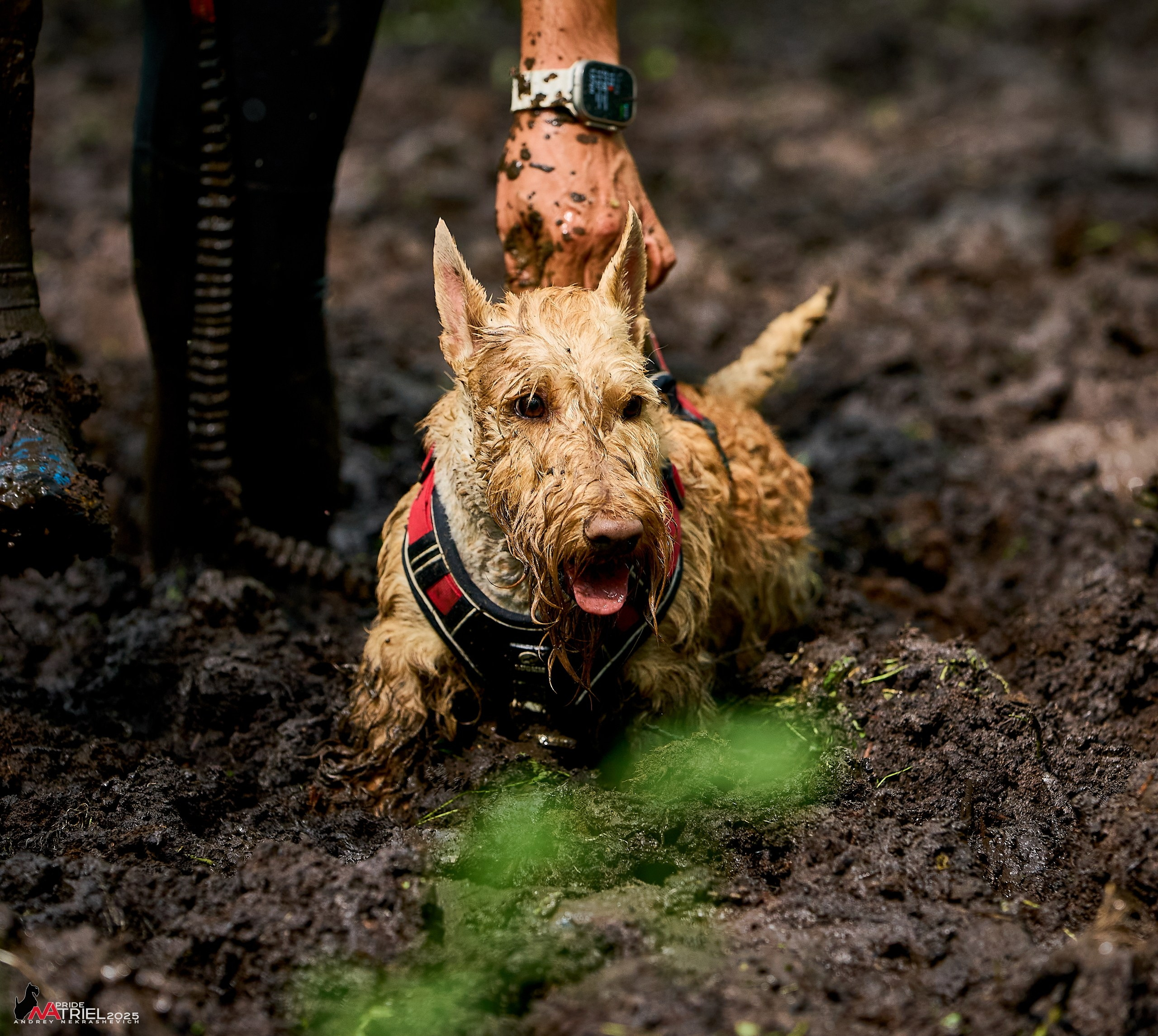 Russian Extreme Dog Trail — 2025
