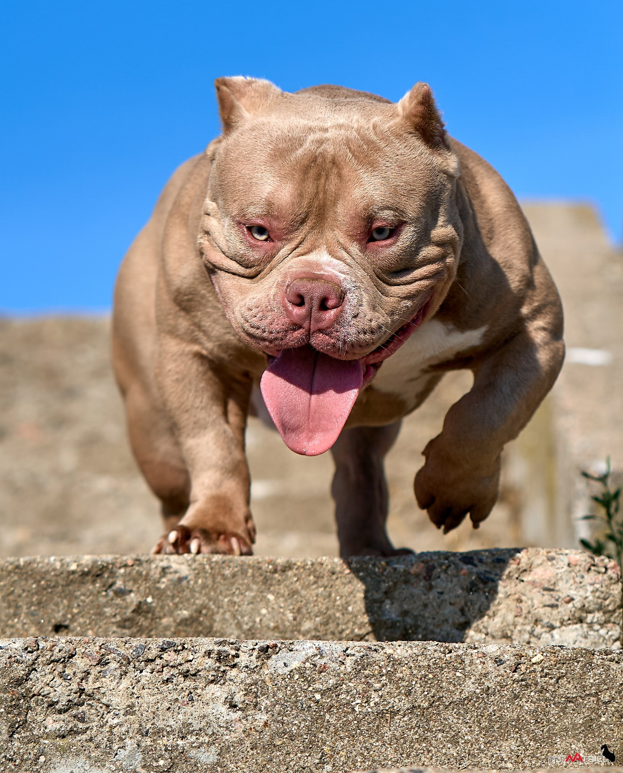 Съемка собак породы булли на природе