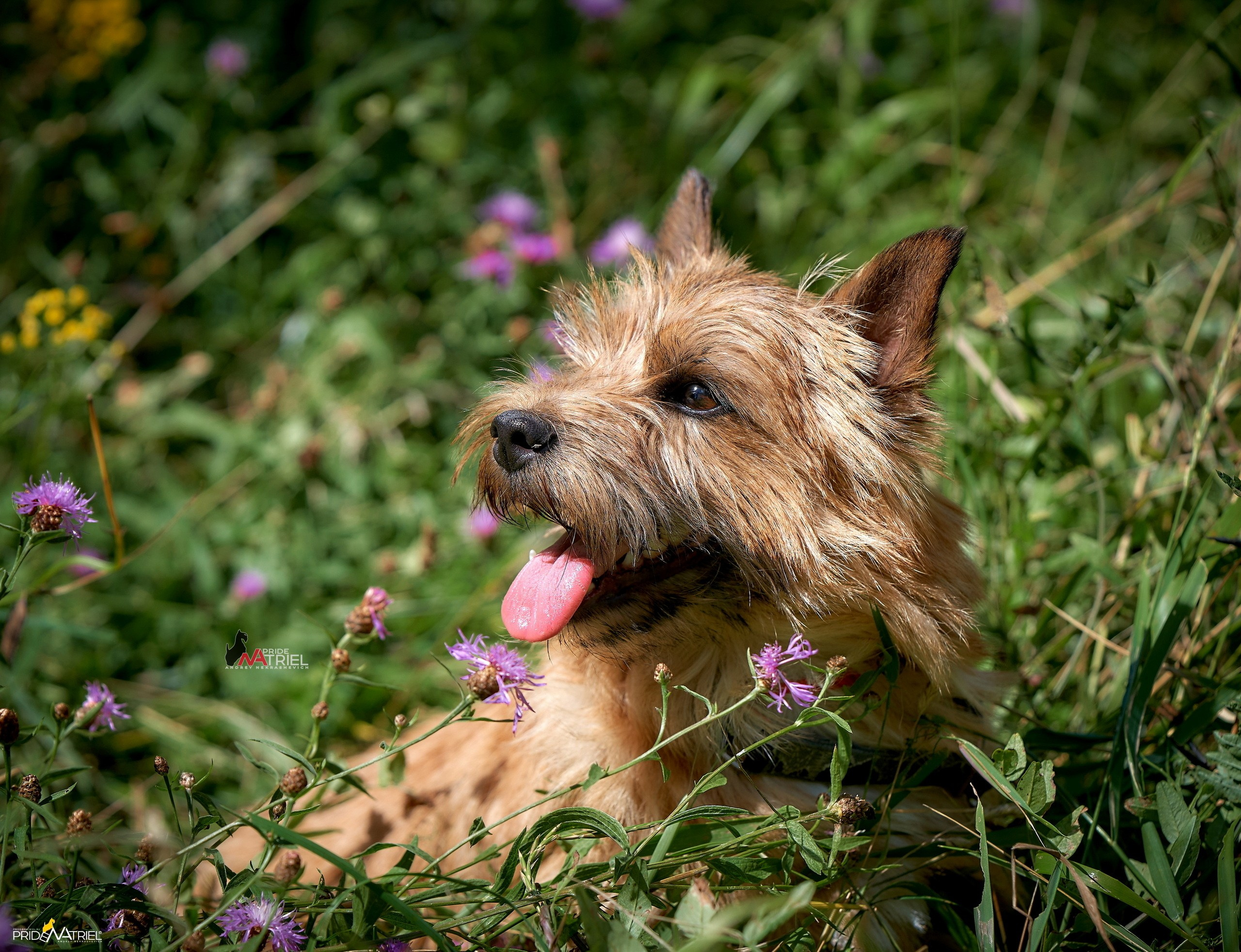 Портреты собак — галерея NATRIEL