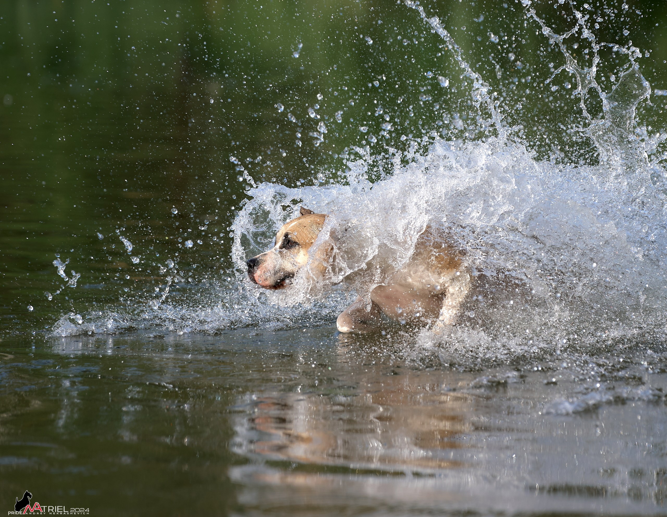 Фотопрогулка с булли