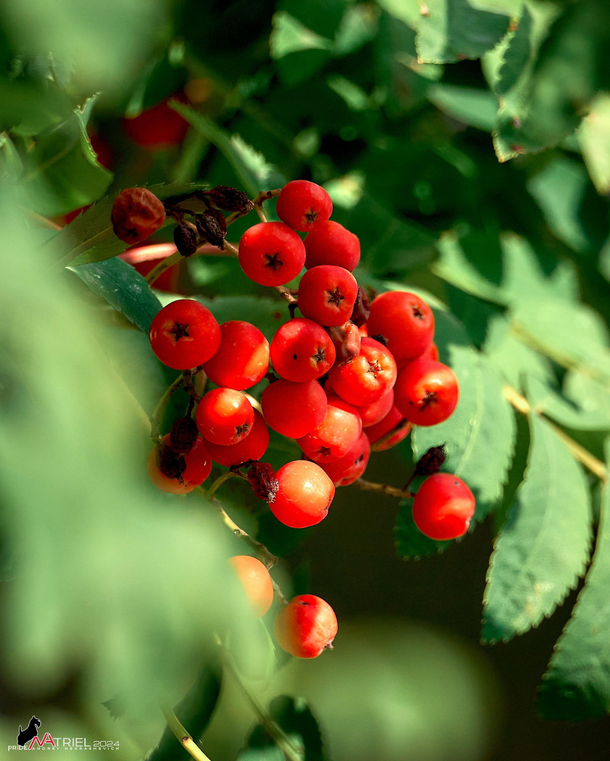 Съемка природы, макро