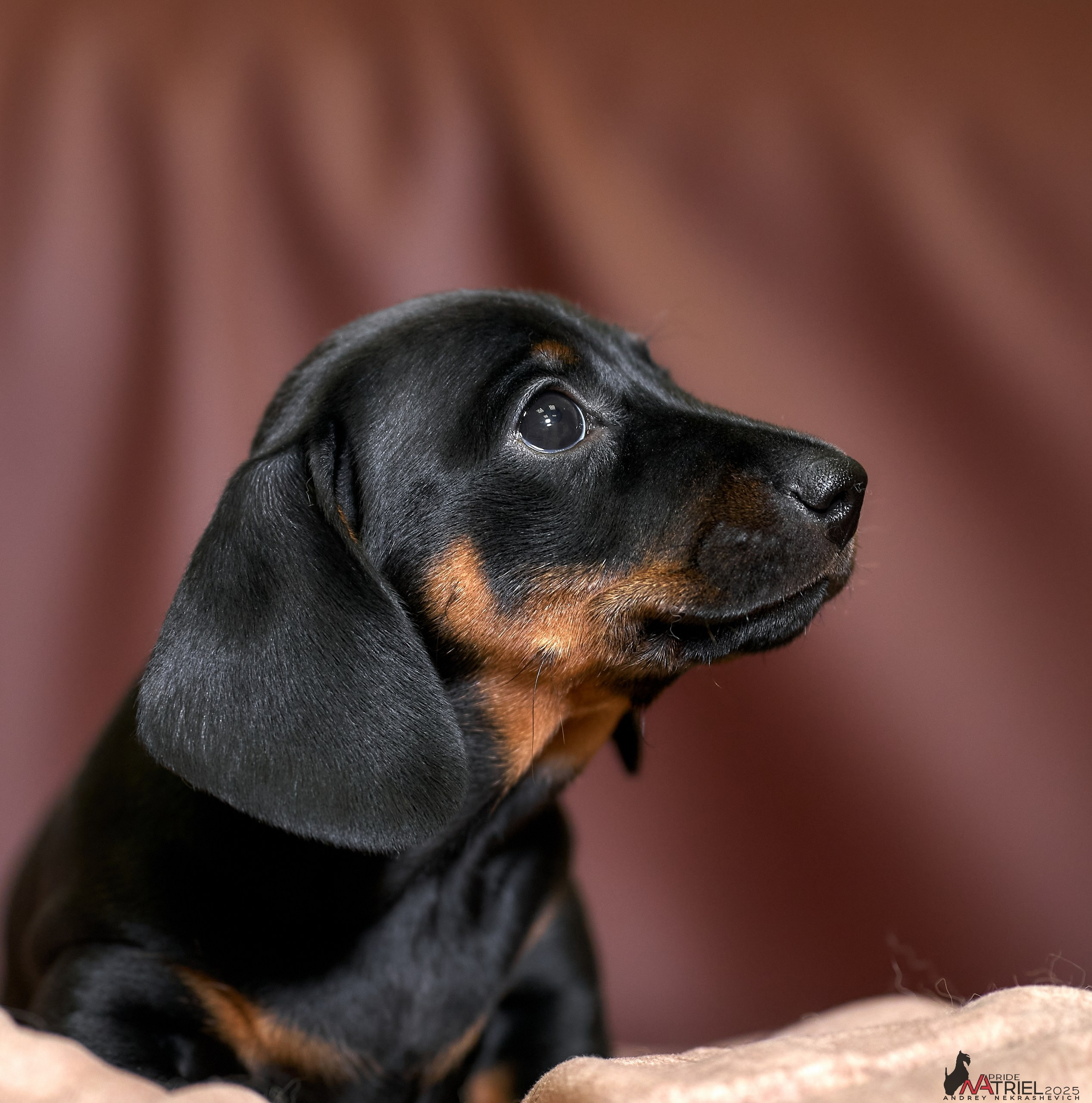 Съемка щенков таксы с мобильным светом