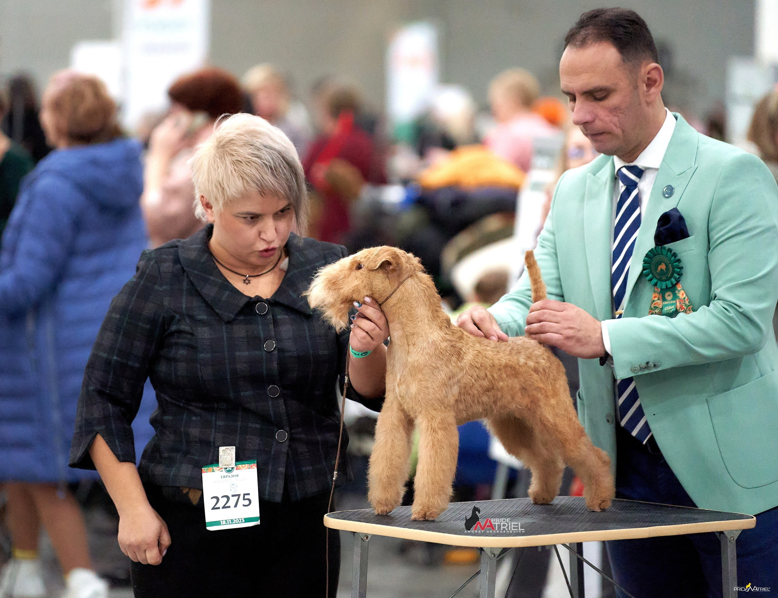 Работа в рингах — галерея NATRIEL