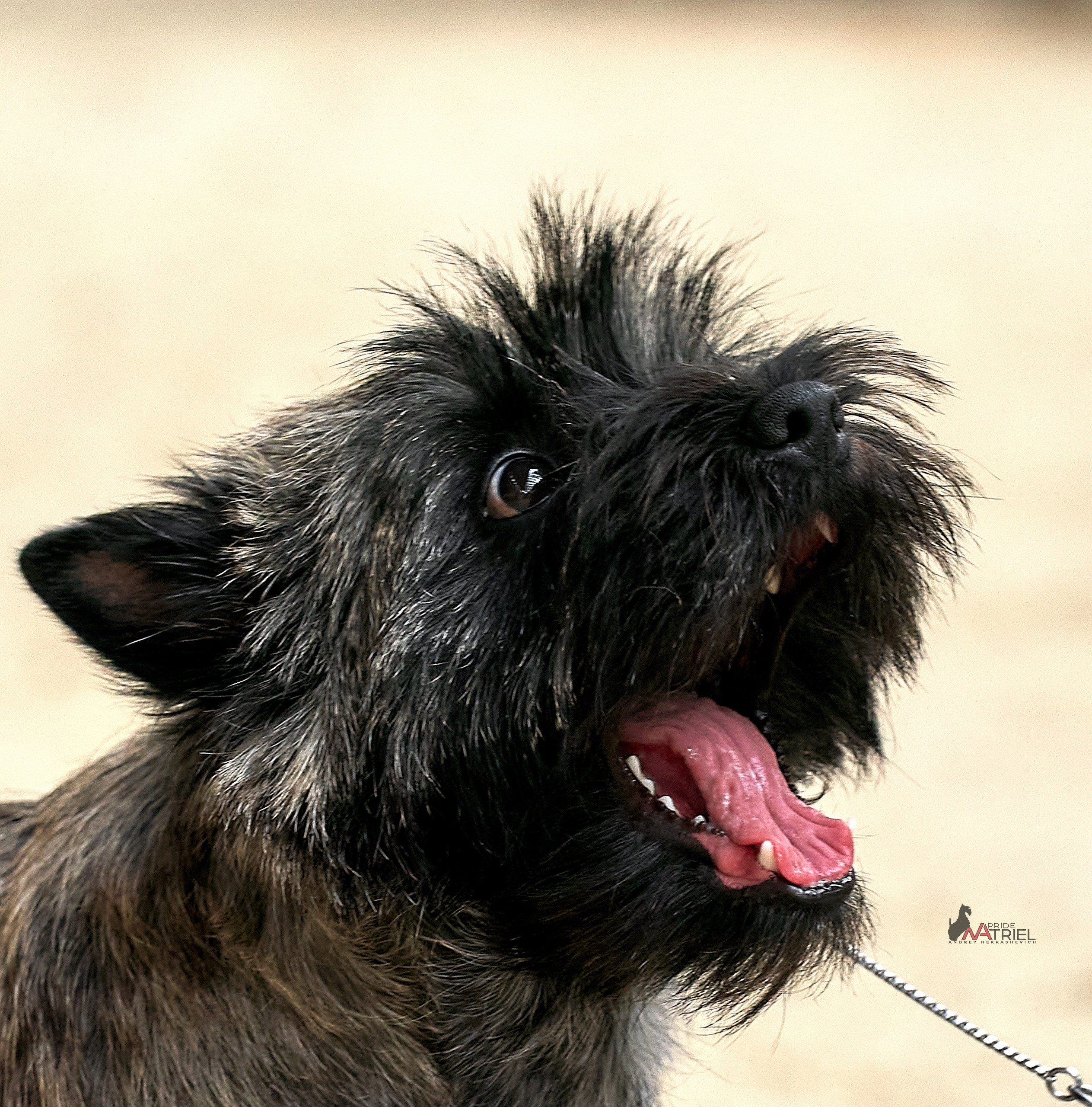 Работа в рингах — галерея NATRIEL