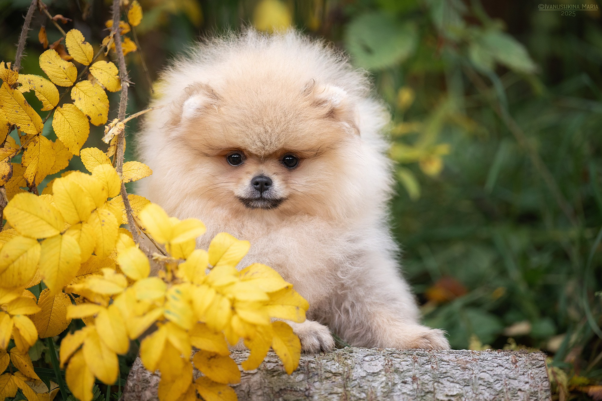 Фотосессия щенков на продажу. Фотограф собак в Москве и Московской области Иванушкина Мария