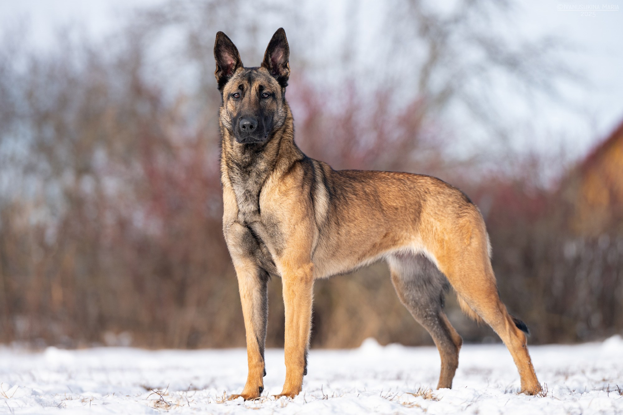 Экстерьерная фотосессия собаки. Фотограф собак в Москве и Московской области Иванушкина Мария