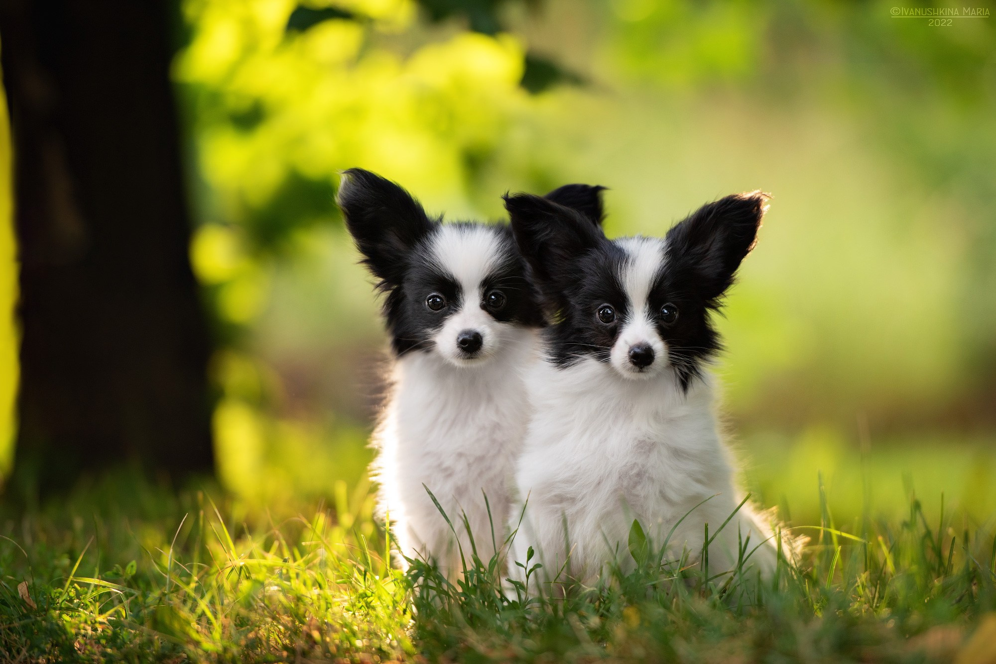 Фотосессия щенков на продажу. Фотограф собак в Москве и Московской области Иванушкина Мария