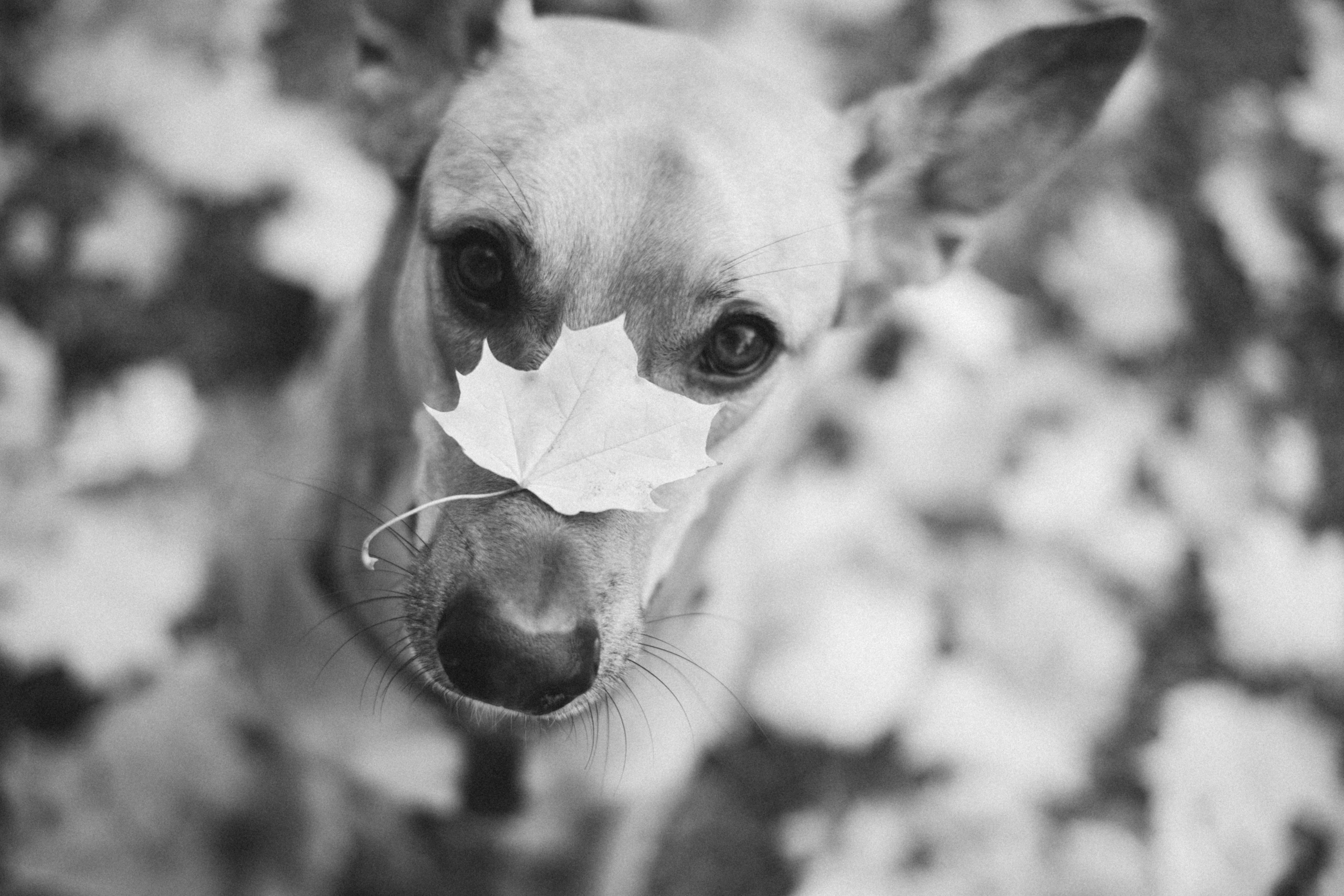 Нелли, Лёша, Рэй и Норд. Фотограф Анна Луценко Москва