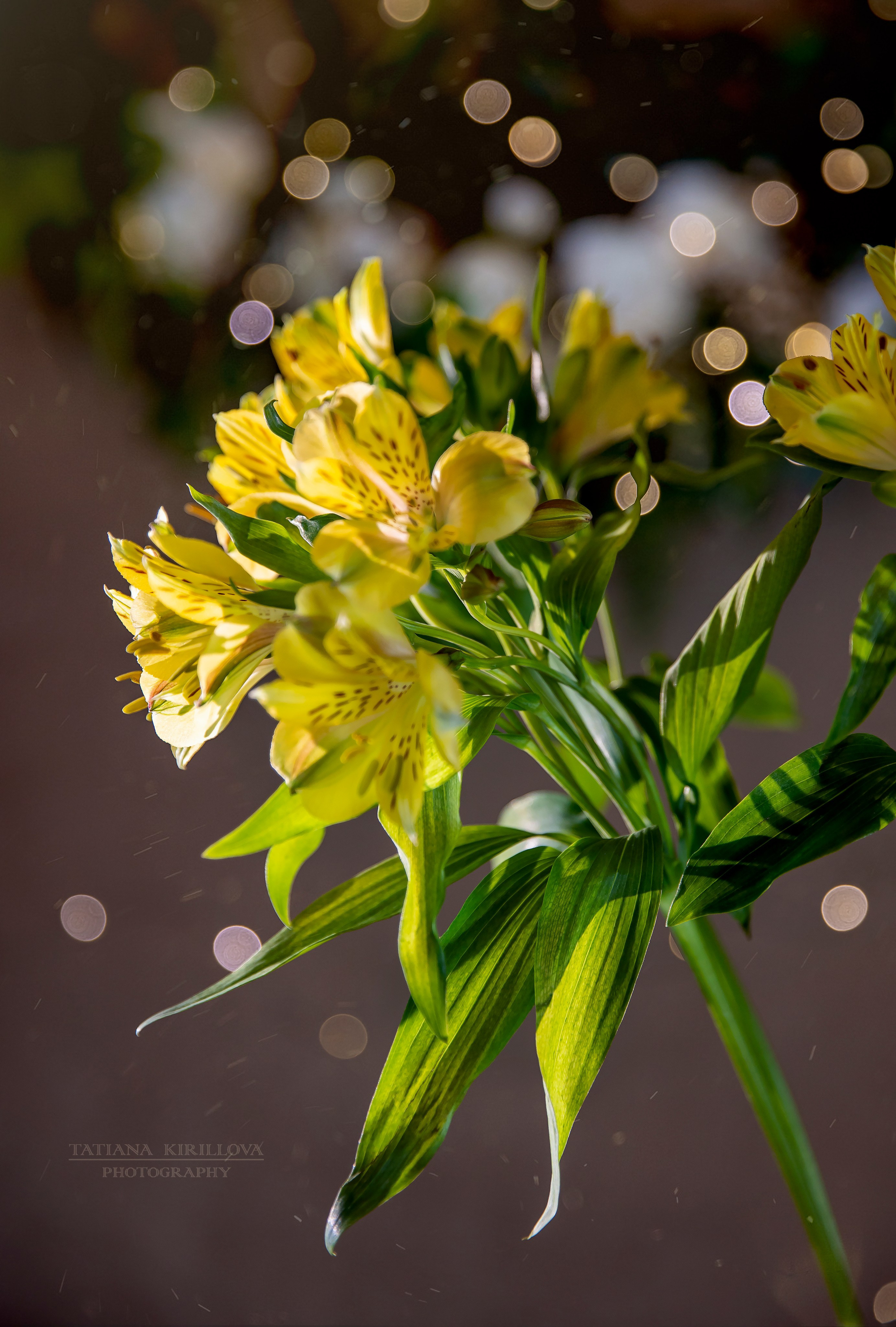 Пасхальные фото. Фотограф — Татьяна Кириллова, г. Санкт-Петербург