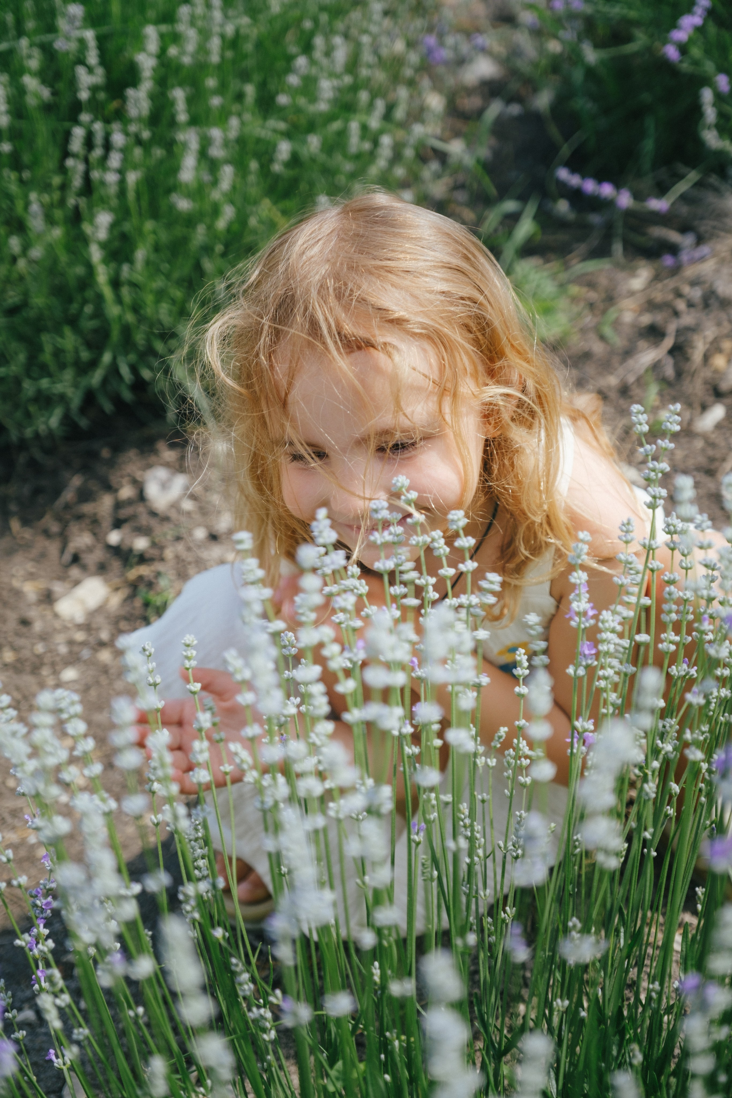 Лавандовые поля-Maison de Plantes. Свадебный Видеограф Фотограф в Сочи