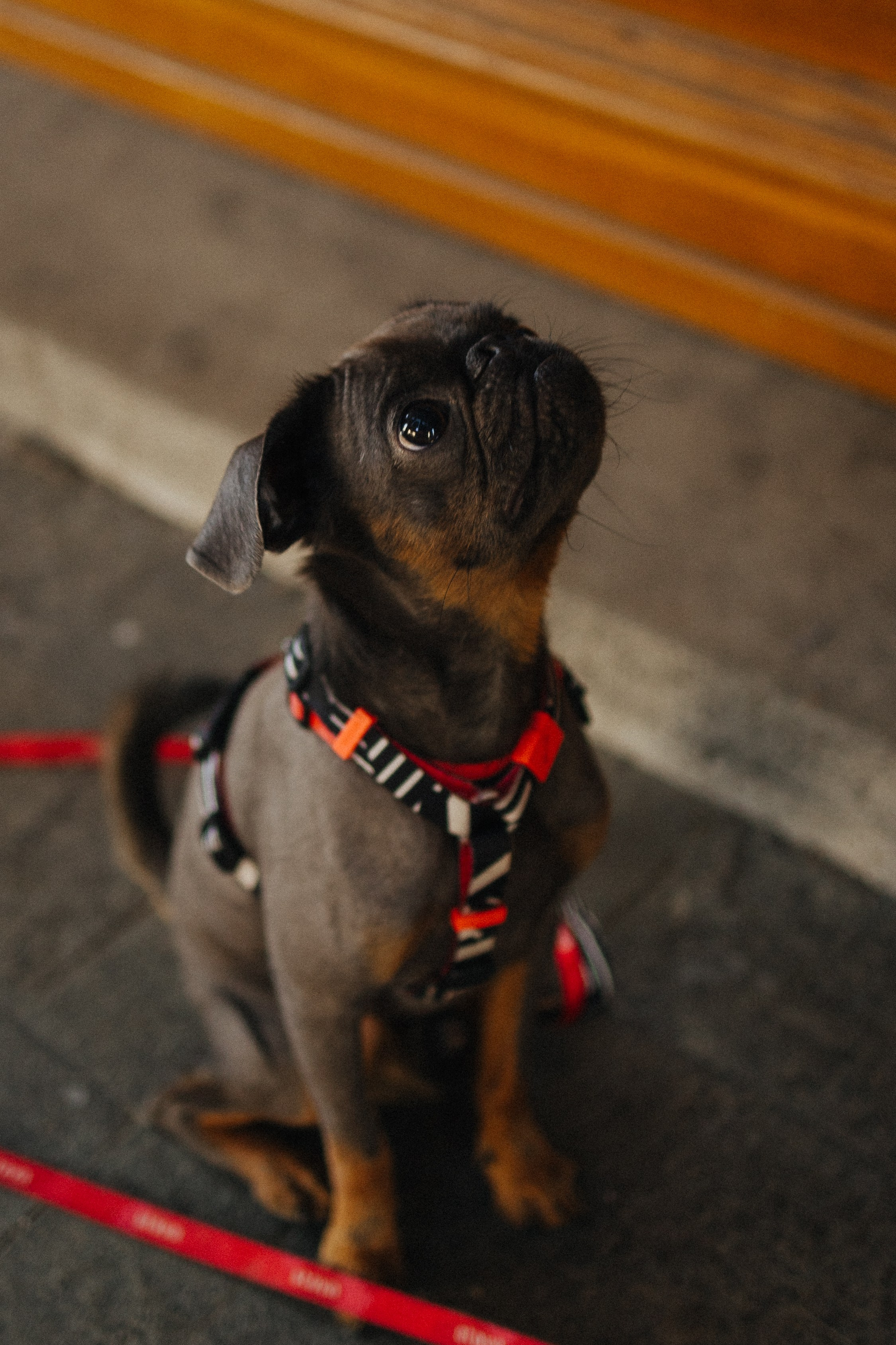Грогу и его семья. Фотораф — анималист Мария Шистка