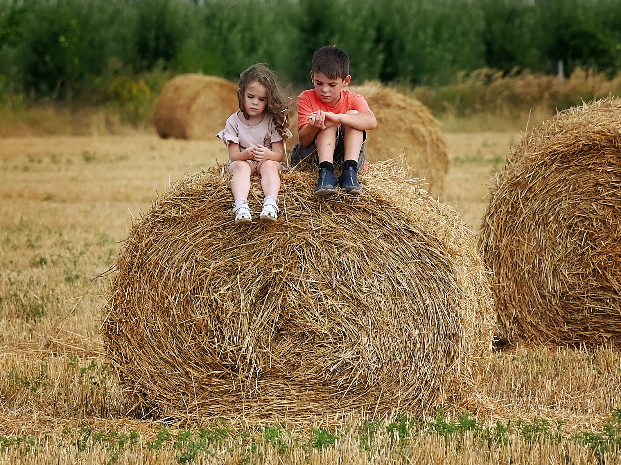 Сено. Главная