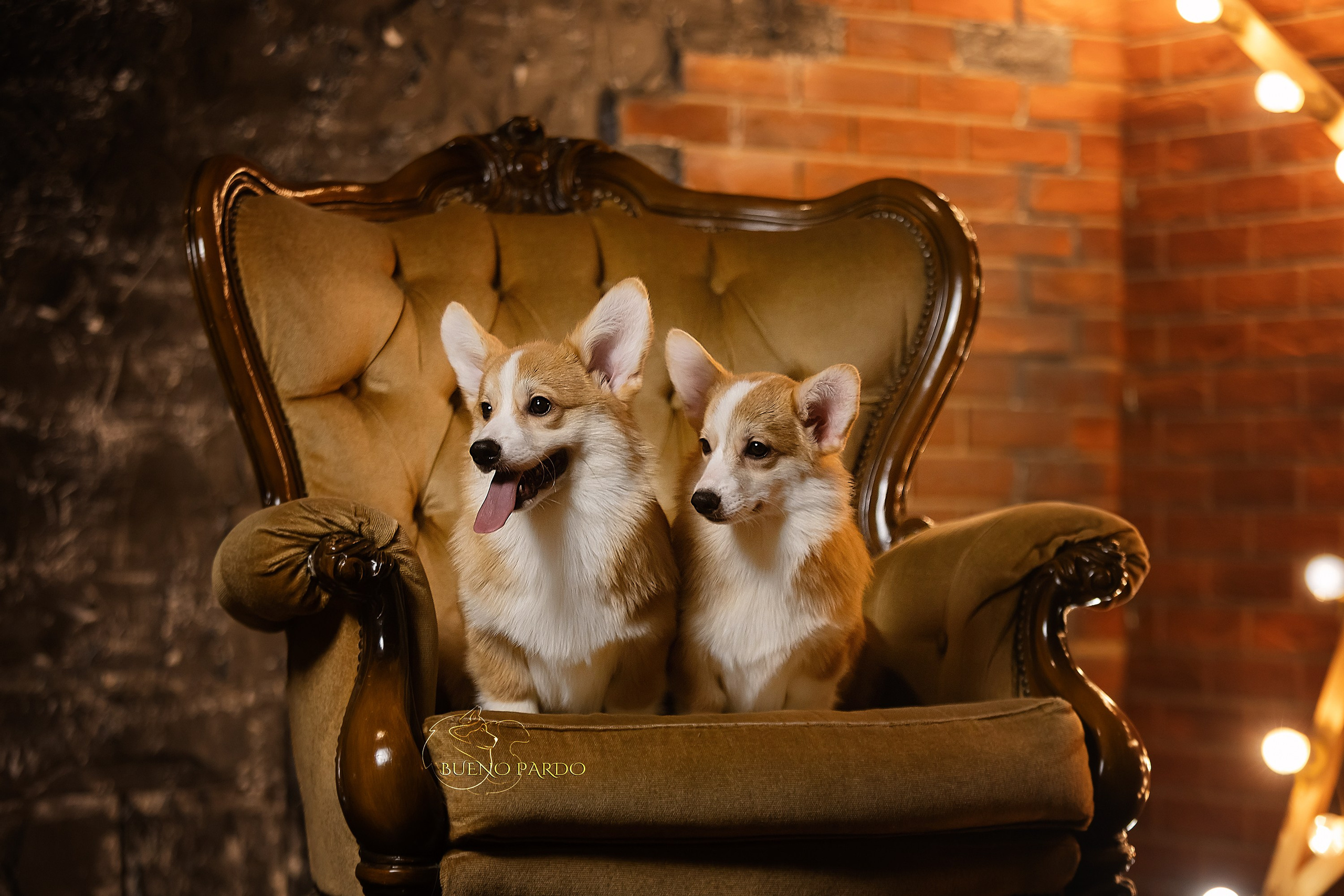 А — Кола и Цесей. Kawaii Kuma питомник собак пород Корги пемброк, Акита ину, Сиба